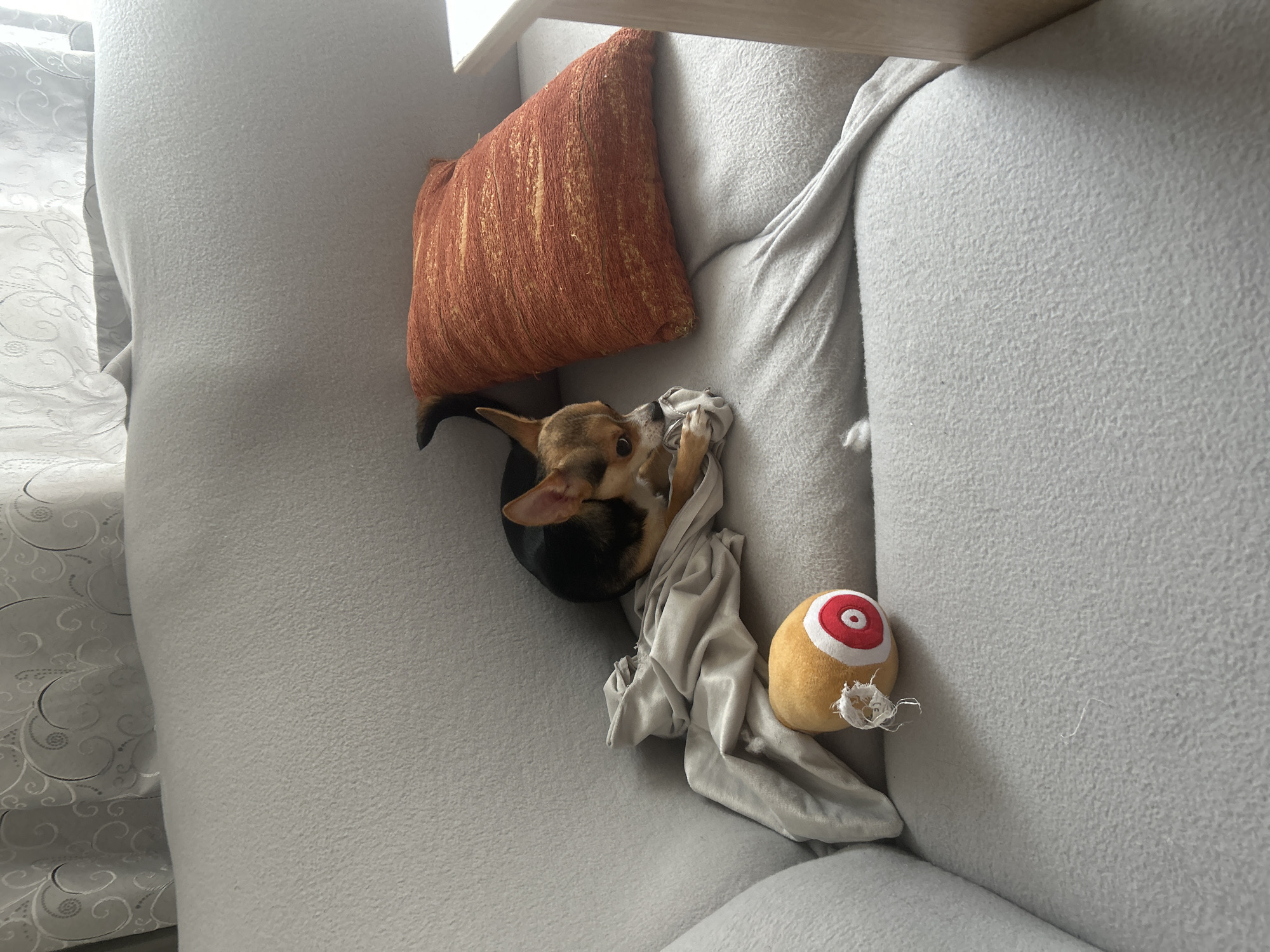 A chihuahua is playing on a gray couch in an indoor setting. The dog is near an orange pillow and a yellow, red, and white toy. A gray cloth is draped over the couch near the dog and toy. The location is unknown and not identifiable as Burgas, Bulgaria.