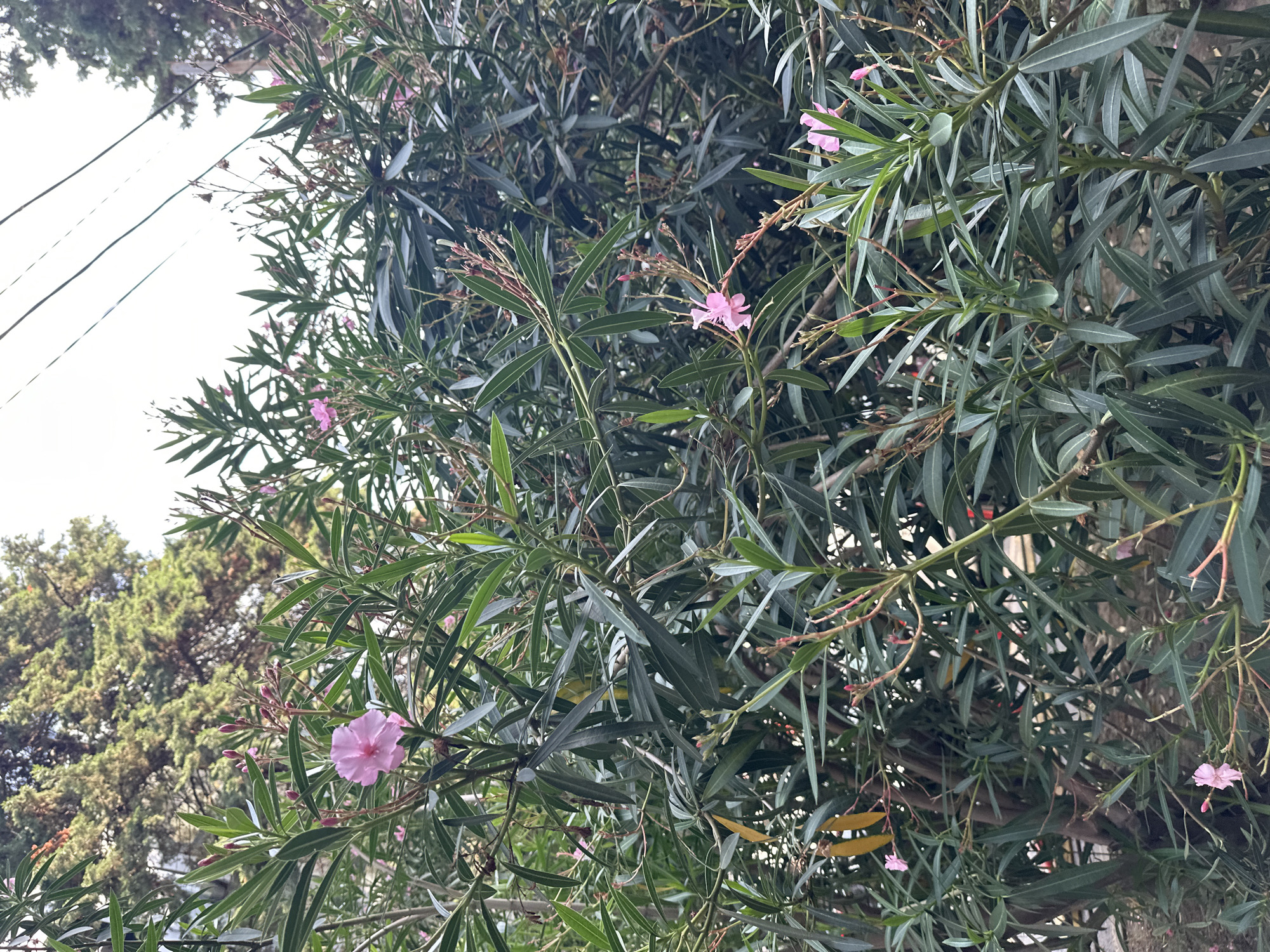 The image shows a dense bush with dark green, lanceolate leaves and several small, pink flowers. The bush appears to be an oleander plant, known for its toxic properties. In the background, a large, mature coniferous tree is visible, with its branches reaching towards a bright, overcast sky. Several electrical wires are stretched across the top portion of the image, suggesting an urban or suburban environment. The overall impression is one of natural foliage against a backdrop of human infrastructure. The specific location within Sochi, Russia, is not identifiable from the visual information presented.