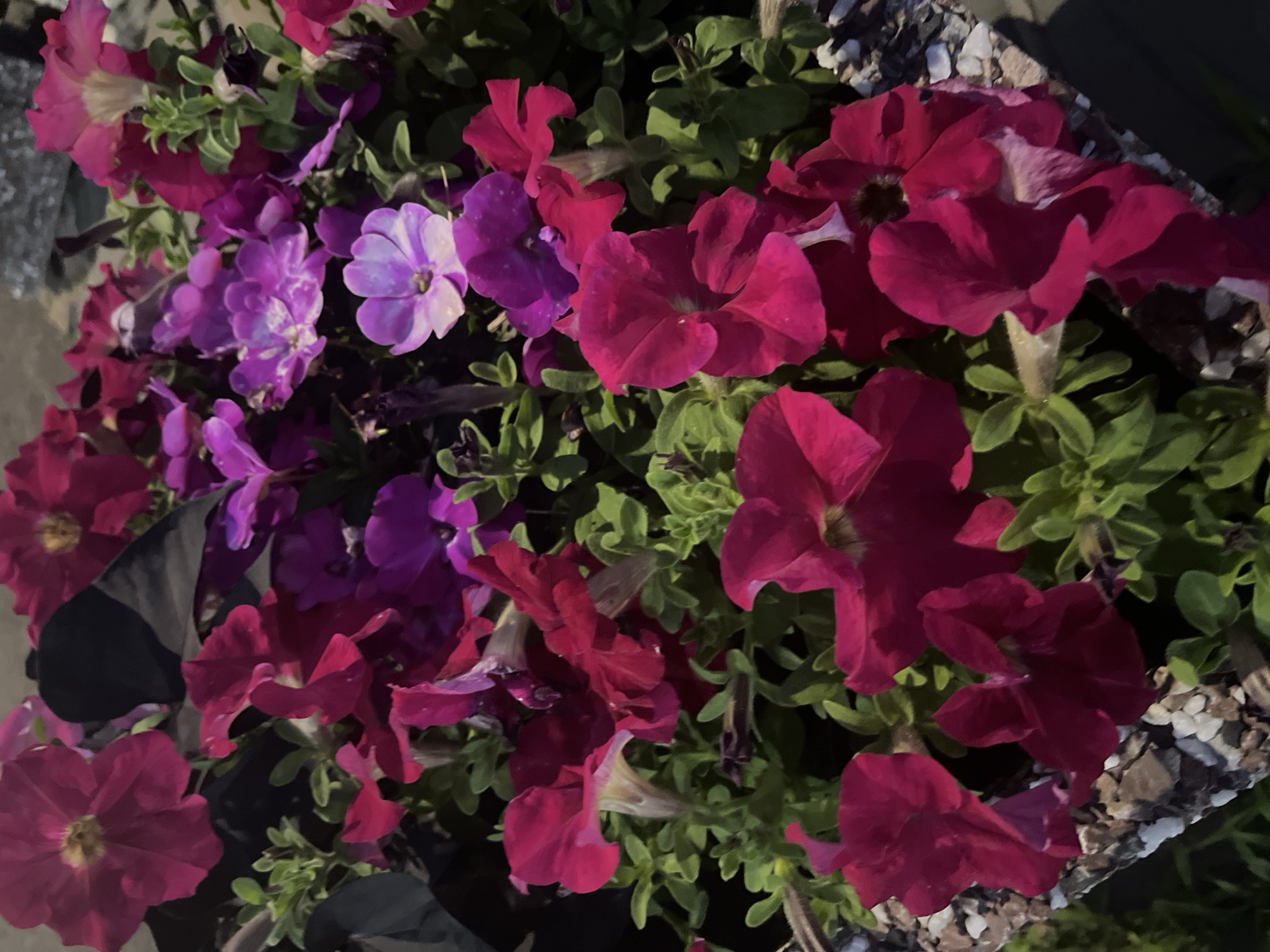 The image shows a close-up view of a planter filled with a variety of petunia flowers in shades of deep pink, magenta, purple, and lavender. The flowers are lush and abundant, with some in full bloom and others appearing as buds or partially open. The leaves are a vibrant green, and some dark, almost black foliage is visible amongst the flowers. The planter itself appears to be made of a rough-textured material, possibly stone or concrete, with a decorative trim of white and gray pebbles. The background is softly blurred, suggesting an outdoor setting. There are no people or animals visible in the image. The lighting suggests it may be daytime, possibly late afternoon or early evening, with some shadows present. The overall impression is one of natural beauty and vibrant color. The location in Krasnodar, Russia, is not discernible from the image itself.