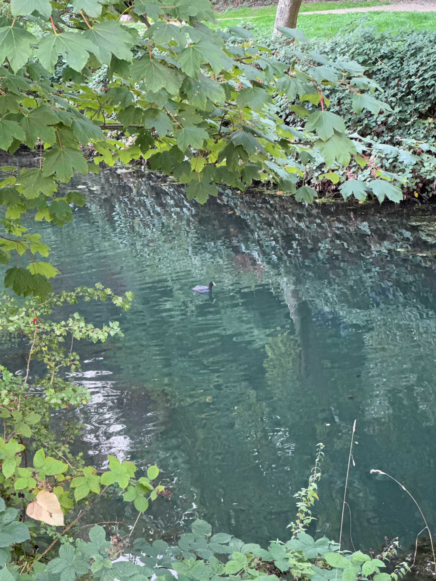 An overhead shot shows a small, dark-colored bird with a white marking on its head swimming in a narrow, murky green body of water. The water is disturbed by ripples, reflecting the surrounding foliage and dappled sunlight. On the left side of the frame, a tree branch laden with green leaves hangs over the water, with smaller leafy plants growing along the water's edge. Further back, on the right bank, dense green shrubbery lines the water. In the upper right background, a grassy area and the trunk of a tree are visible, suggesting a park-like setting.