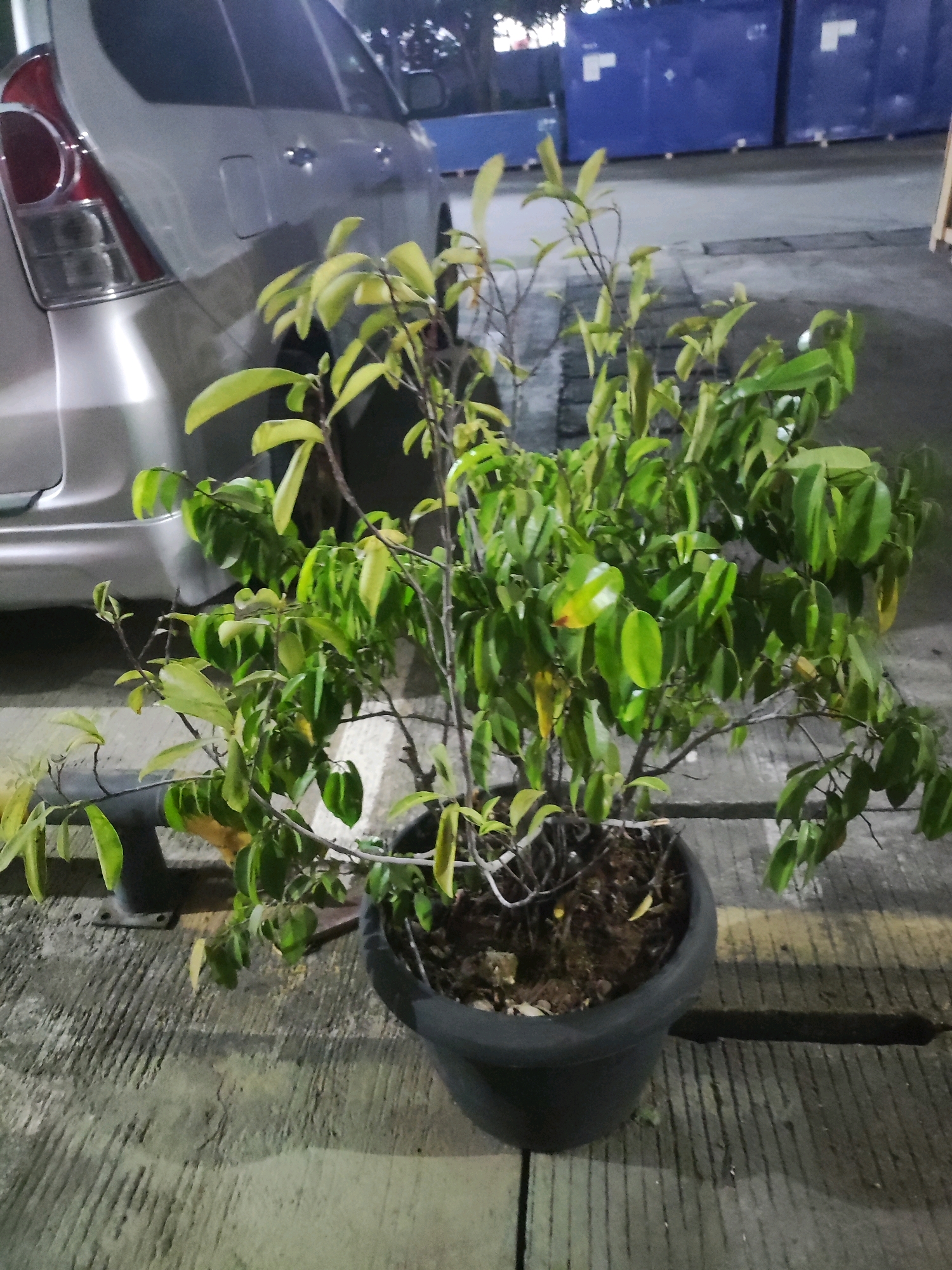 The image depicts a potted plant in a dark plastic pot, placed on a textured concrete surface. The plant has numerous green leaves and thin branches. In the background, a silver car is visible, and behind that, large blue containers are present. The scene appears to be outdoors, possibly in a storage or industrial area. The lighting suggests it may be nighttime or dusk.