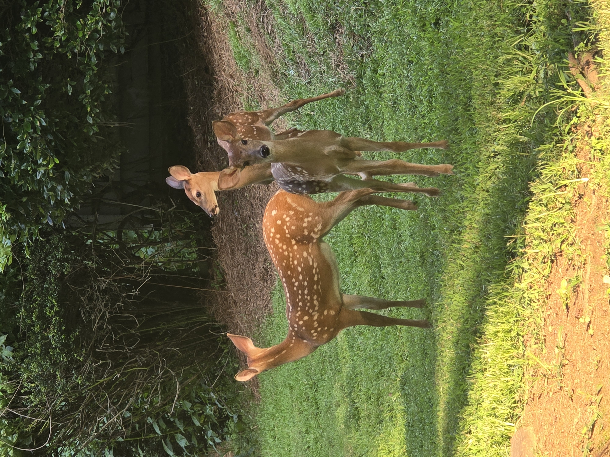 Three young deer, identifiable as fawns due to their spotted coats, are standing on a grassy lawn. The fawn on the left is facing left, its body angled away from the camera. The fawn in the center is facing the camera, with its head tilted slightly upwards. The third fawn is positioned behind the center fawn and to its right, with its head turned to the left. The background consists of dense green foliage and a shaded area with dry leaves and twigs. The image appears to have been taken outdoors in a residential or park-like setting.