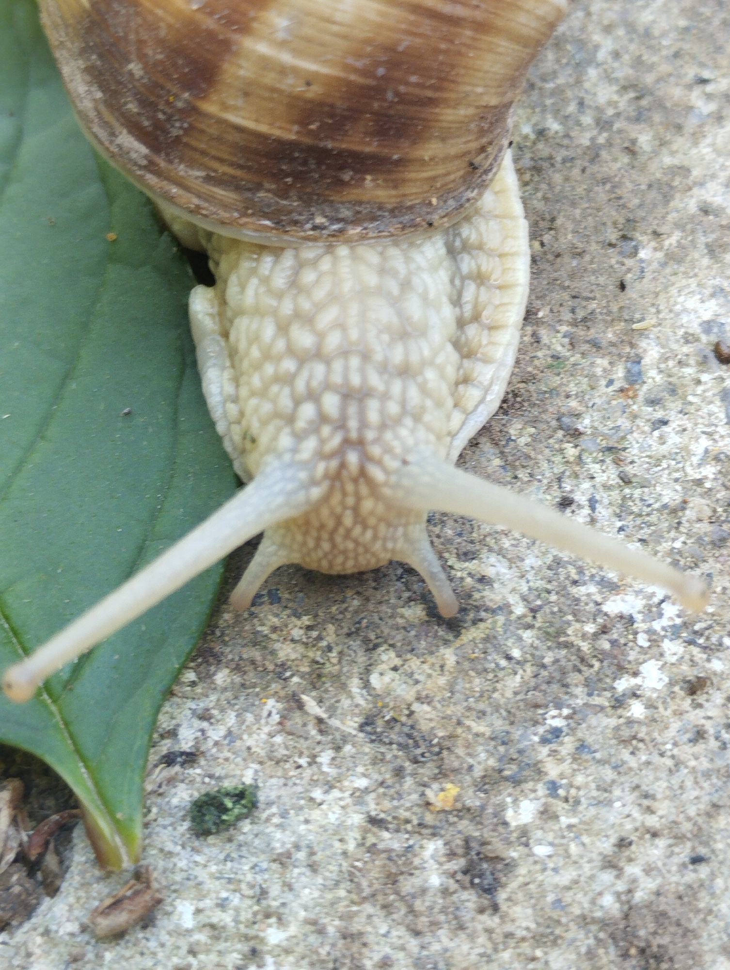 A close-up, overhead view of a snail on a concrete surface next to a green leaf. The snail's shell is visible at the top of the image, showing brown, spiraling patterns. The snail's body is cream-colored and segmented. Two long, translucent tentacles extend forward from the snail's head. The concrete surface is rough and speckled with various colors. The green leaf is smooth and veined. The image does not contain any information indicating its location in the city of Voroshylivka, Ukraine.