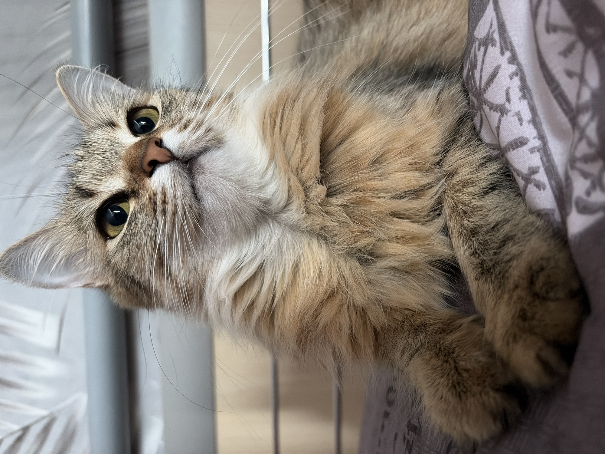 A close-up, eye-level shot captures a fluffy, long-haired cat with tabby markings on a patterned surface. The cat's fur is a mix of brown, gray, and cream, with its front paws resting in front of its chest. Its yellow eyes are looking upwards and to the right, and its nose is pink. The background is out of focus, showing horizontal bars and a light-colored textured surface. The lighting is bright and natural. The image appears to have been taken indoors, likely in a residential setting, potentially within a city like Chaikovsky, Russia, though no specific urban indicators are visible.