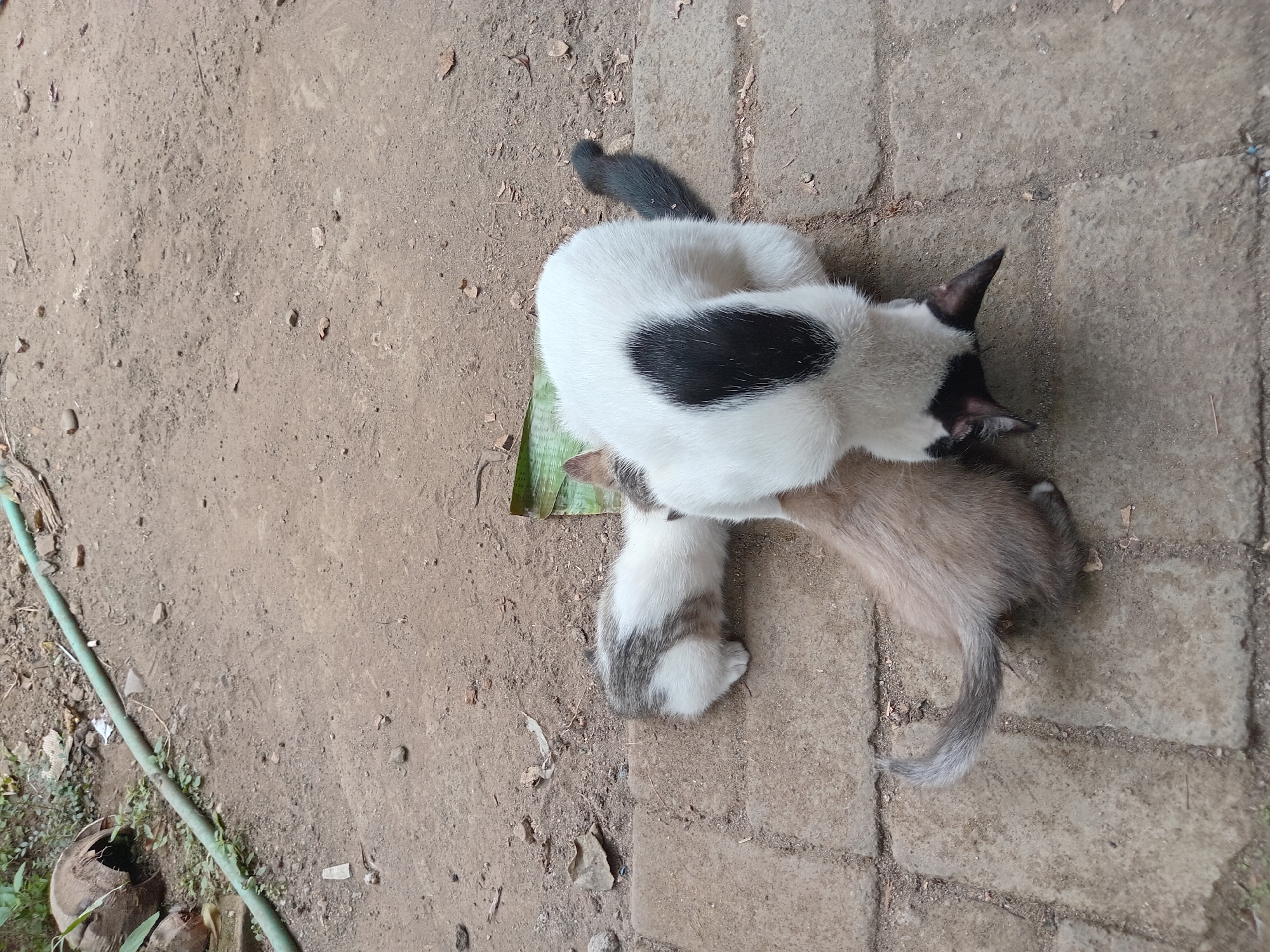 The image shows three cats on a paved surface outdoors. The largest cat, which is predominantly white with a black spot on its back and black ears and nose, is bent over, with its head obscured by its body. Two kittens are interacting with the larger cat. One kitten, mostly brown with a grey tail, is positioned in front of the larger cat, appearing to nurse or interact with its underside. Another kitten, with white and grey patches, is partially visible behind the larger cat, also appearing to be near the larger cat's body. The ground is a mix of dirt and concrete paving stones. In the background, a green hose lies on the dirt. The scene appears to be in a rural or semi-rural area, consistent with the location of Claket, Indonesia.