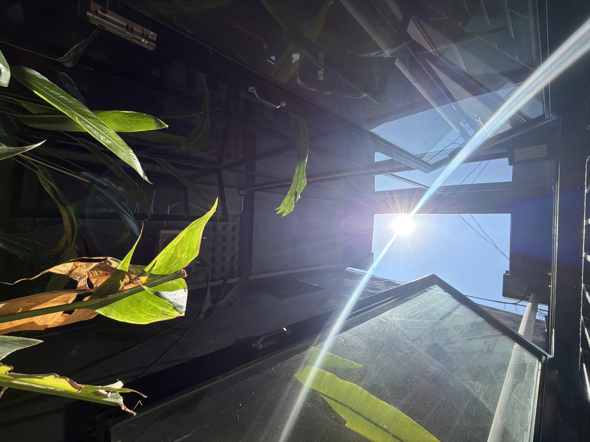 Looking up through a glass-roofed structure, a view reveals plants, structural supports, the sky, and a building. The sun is high in the sky, shining brightly. The location is most likely Đà Nẵng, Vietnam. Plants are close to the camera, with some leaves in focus and others blurred. The sky is clear blue, visible through the gaps in the glass roof. A building can be seen in the background. The roof is constructed of glass panels supported by a dark-colored framework. The environment is bright due to the sunlight. No people are visible.