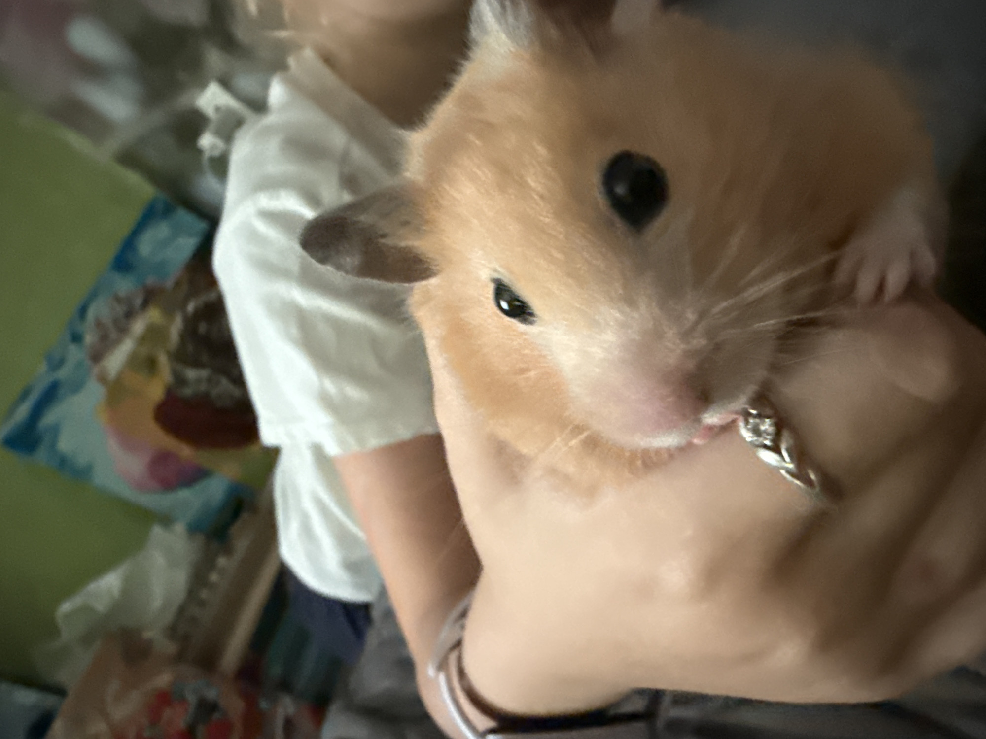 A close-up, slightly blurry shot shows a golden hamster being held by a person. The hamster's face is the central focus, with its large, dark eye and pink nose prominent. Its fur is a mix of light orange and white. The hamster's right paw rests on the person's hand, which is adorned with a silver ring featuring three small stones and a leaf-like design. The person is wearing a white shirt with short sleeves. In the background, out of focus, are various objects including what appears to be a green surface, some colorful items that look like bags or fabric, and hints of other indistinct shapes. The lighting suggests an indoor setting, possibly a home. The overall mood seems calm and intimate, with the focus on the gentle interaction between the person and the hamster. There is no visible text in the image. The context provided places this scene in Pastavy, Belarus.