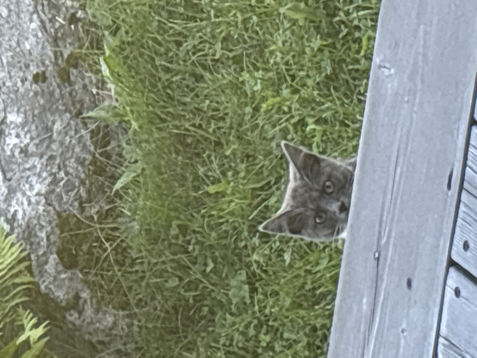 A gray cat with wide, curious eyes peeks over a wooden surface, partially obscured by grass. The cat's head and ears are visible, with its body hidden below. The background consists of lush green grass and what appears to be a rock or paved area with some foliage. The image does not provide enough information to determine a specific location in Zvenigorod, Russia, or any specific actions or interactions beyond the cat's alert posture.