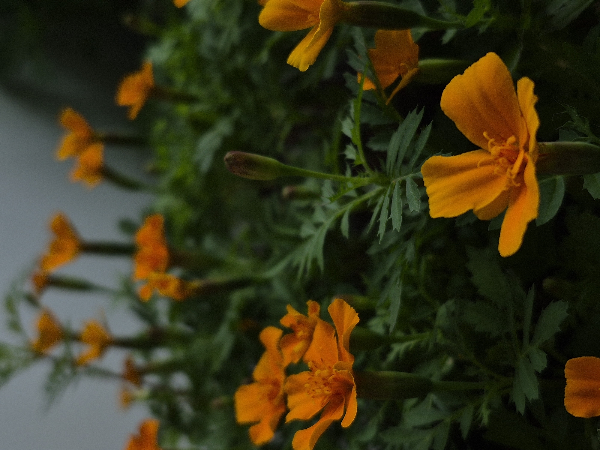 The image shows a close-up view of orange marigold flowers and green foliage. The flowers are in varying stages of bloom, with some fully open and others still in bud. The background is slightly blurred, emphasizing the flowers in the foreground. There is no indication that this picture was taken in Chaikovsky, Russia.