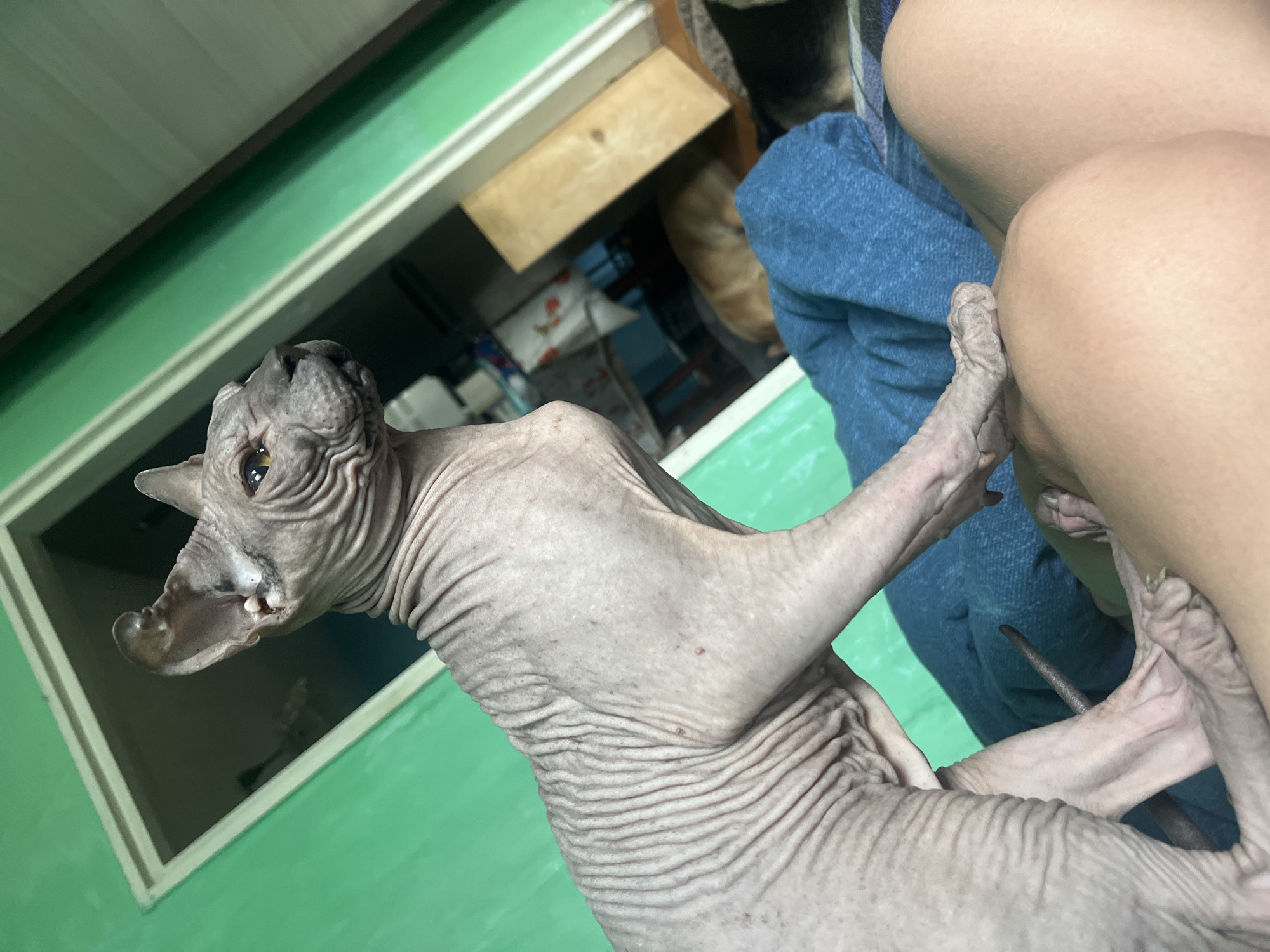 A hairless cat, likely a Sphynx breed, is positioned on a blue blanket in what appears to be a domestic setting. The cat is leaning forward, with its left paw resting on a person's leg. The background shows a partially open doorway with green walls. In the background, a tan dog is visible sleeping on the floor. The image does not provide any specific information or context that would allow for its location to be identified as Nizhny Tagil, Russia.
