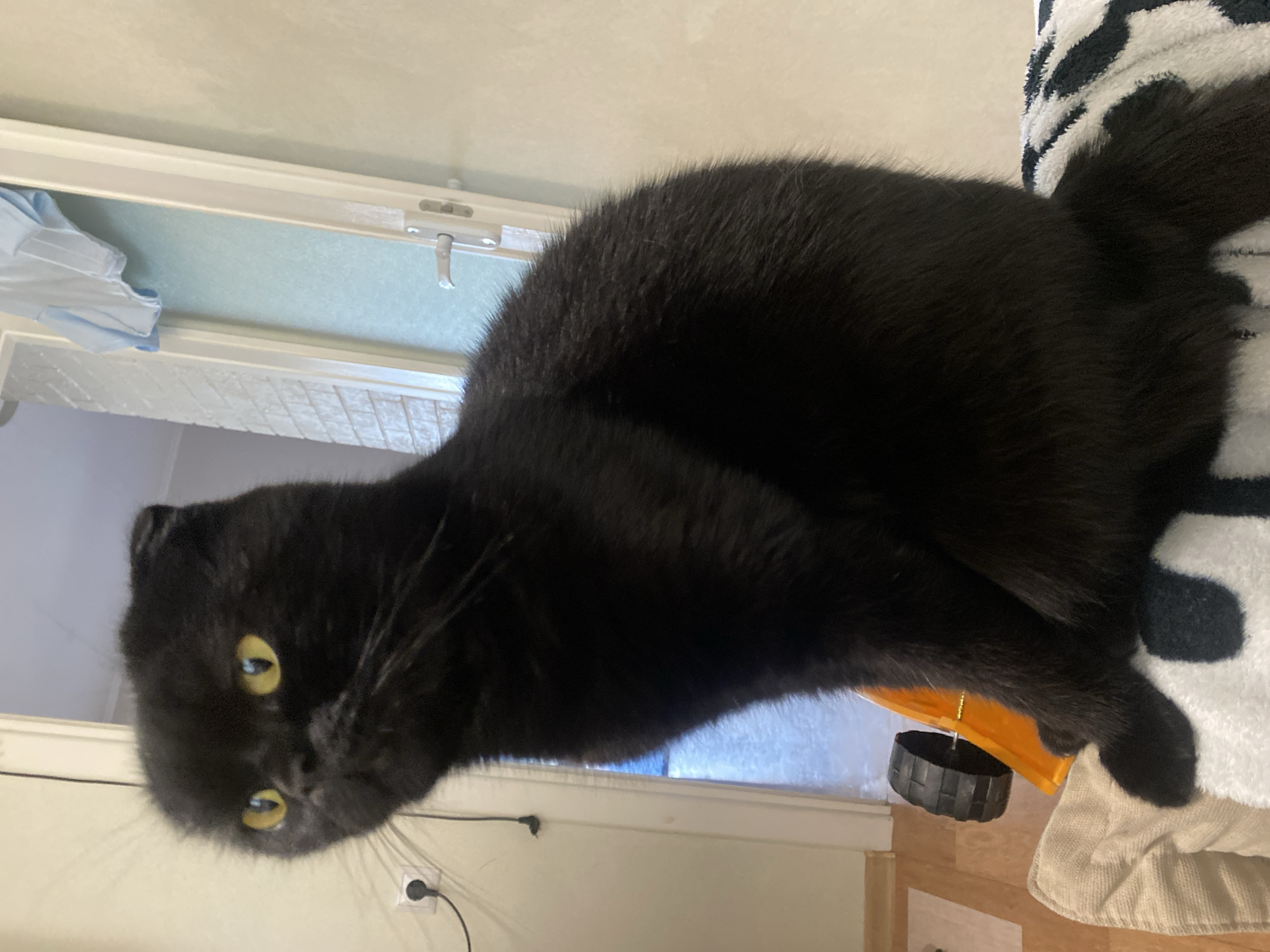 A black Scottish Fold cat is perched on a blanket, its body partially obscuring an orange toy with a black wheel. The cat is looking to its left with bright yellow eyes. In the background, a partially open door with a frosted glass panel and a white handle is visible, along with a light blue piece of fabric hanging on the door frame. The wall to the right of the door is a light, textured color, and to the left, a white wall with what appears to be a brick pattern is present. A black electrical cord leads to a white power outlet on the left wall. The floor in the background is made of light brown wood.