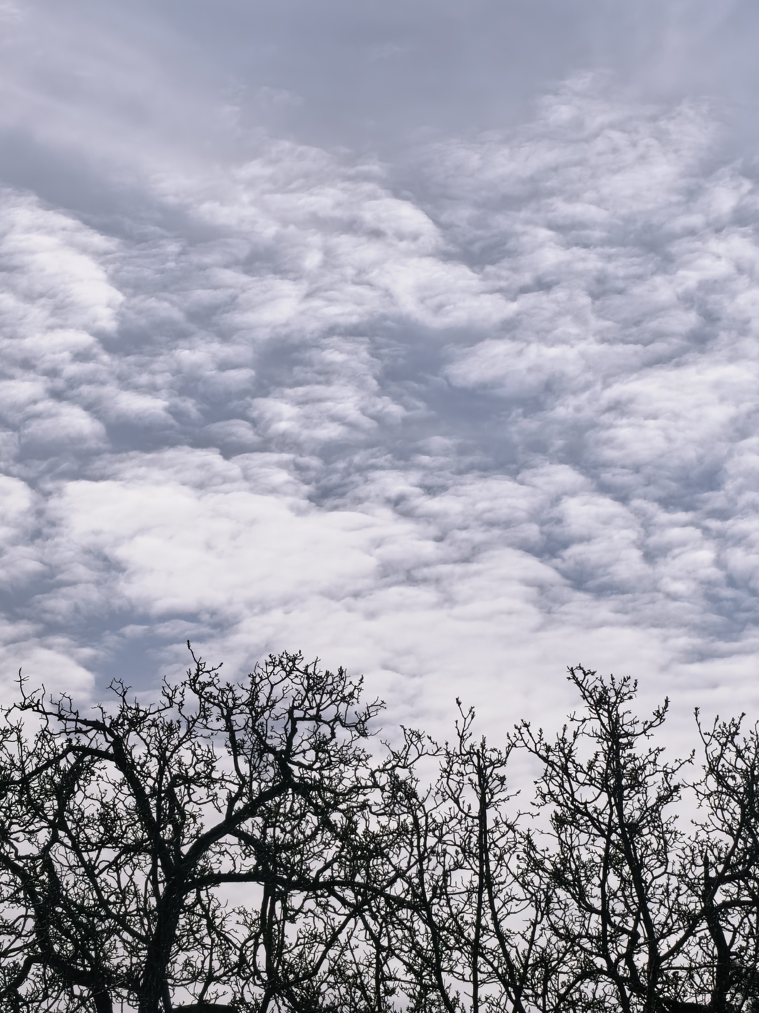 The image presents a striking natural scene dominated by an overcast sky and the silhouette of bare tree branches. The upper two-thirds of the vertical frame are filled with a dense canopy of layered, textured clouds, predominantly in shades of grey and white, suggesting a cloudy or potentially stormy day. Some areas of the sky show lighter, brighter white clouds, while others appear darker and more uniform grey.
In the bottom third of the frame, the intricate network of dark, leafless tree branches forms a stark silhouette against the lighter sky. The branches are detailed, showing many twigs and a complex structure, indicating mature trees that are either dormant for winter or just beginning to bud in early spring. No leaves are visible, reinforcing the impression of a colder season. The trees occupy the entire width of the frame at the bottom, creating a strong horizontal division with the expansive sky above.
There are no visible people, animals, or specific activities taking place, nor are there any discernible man-made objects or text. The overall mood is one of quiet contemplation or natural drama, with the contrasting textures of the soft clouds and the sharp, angular branches. The lighting is diffused, consistent with a heavily clouded daytime sky.