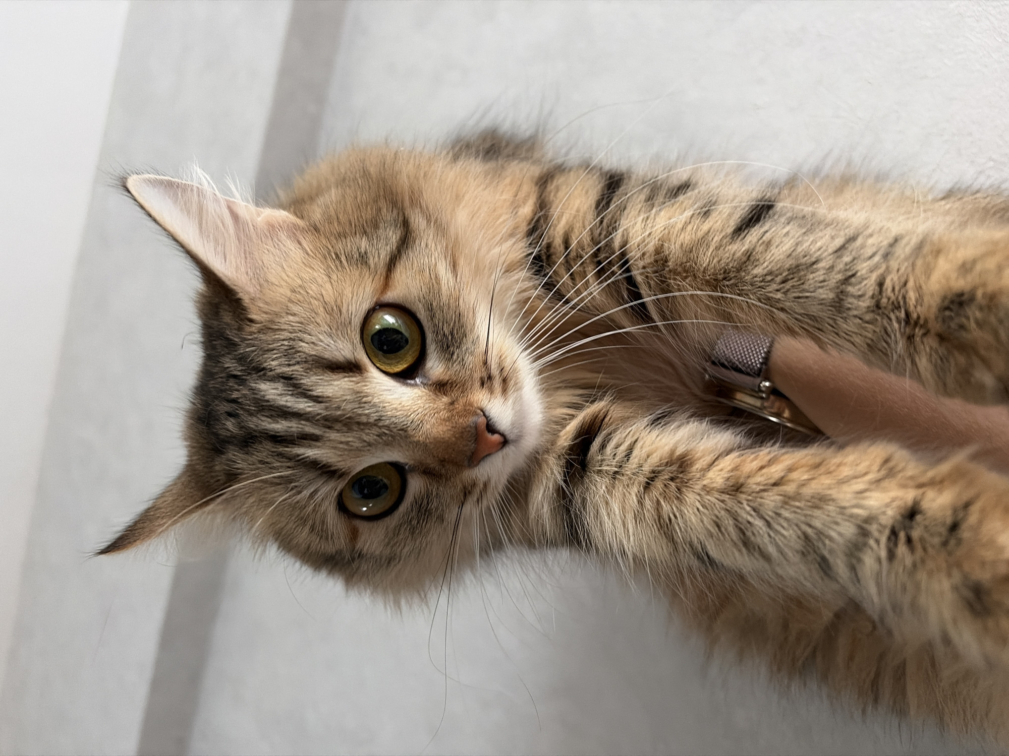 A tan and black tabby cat with green eyes is lying on its side. A human hand, wearing a watch, is resting on the cat's back. The background appears to be a plain, light-colored wall. The location is Unknown, Unknown.
