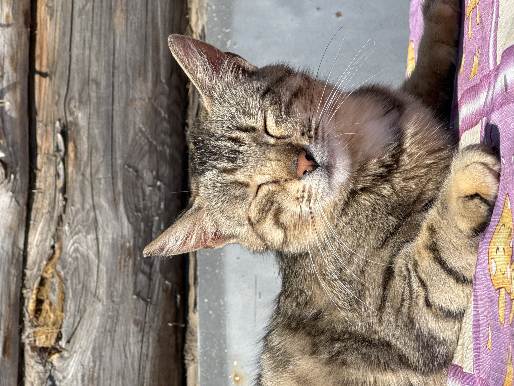 A tabby cat is sleeping outdoors. The cat is lying on a purple patterned fabric surface, positioned next to a weathered wooden structure and a gray metal surface. The cat's eyes are closed and its whiskers are visible. The location is not deducible from the image.