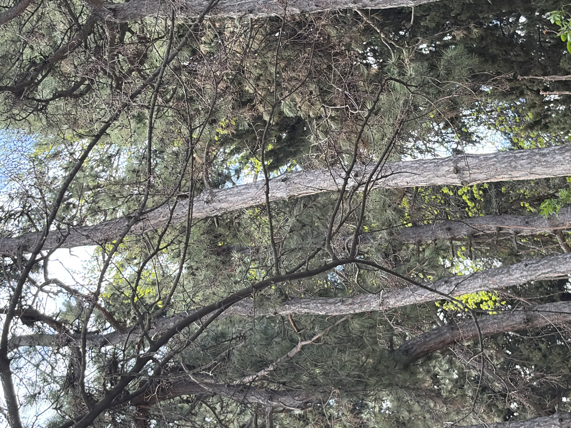 The image shows a view looking up through the branches of pine trees. The location is likely a park or wooded area in Stara Zagora, Bulgaria, given the presence of pine trees that are common in the region. The trunks of the trees run horizontally across the image, with thinner branches and needles filling the space between the trunks. There is some blue sky visible through the branches in the upper left corner of the frame. No people or other objects are visible in the image. The general environment appears to be natural and wooded.