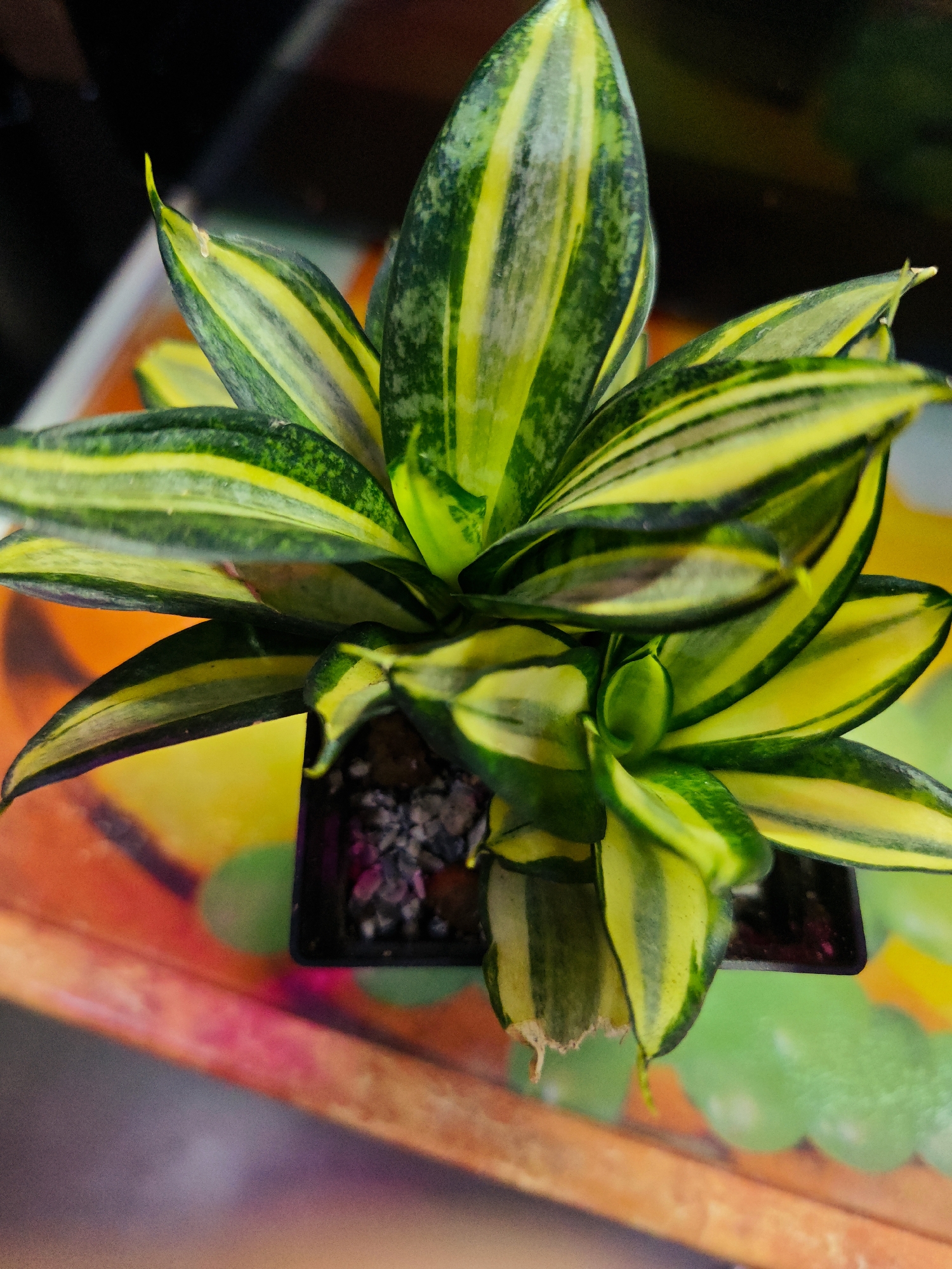 This is a close-up, high-angle shot of a small potted snake plant, a species known for its variegated green and yellow striped leaves. The plant is situated in a dark, square pot filled with soil and small pebbles. The leaves are thick and lance-shaped, fanning out from the center. The plant is resting on a surface with a colorful, abstract pattern featuring bright orange, yellow, and green elements. The background is dark and blurred, suggesting the photo was taken indoors with artificial lighting. There are no people or animals present in the image. The exact location within the city of Abakan, Russia, is not discernible from the visual information provided.