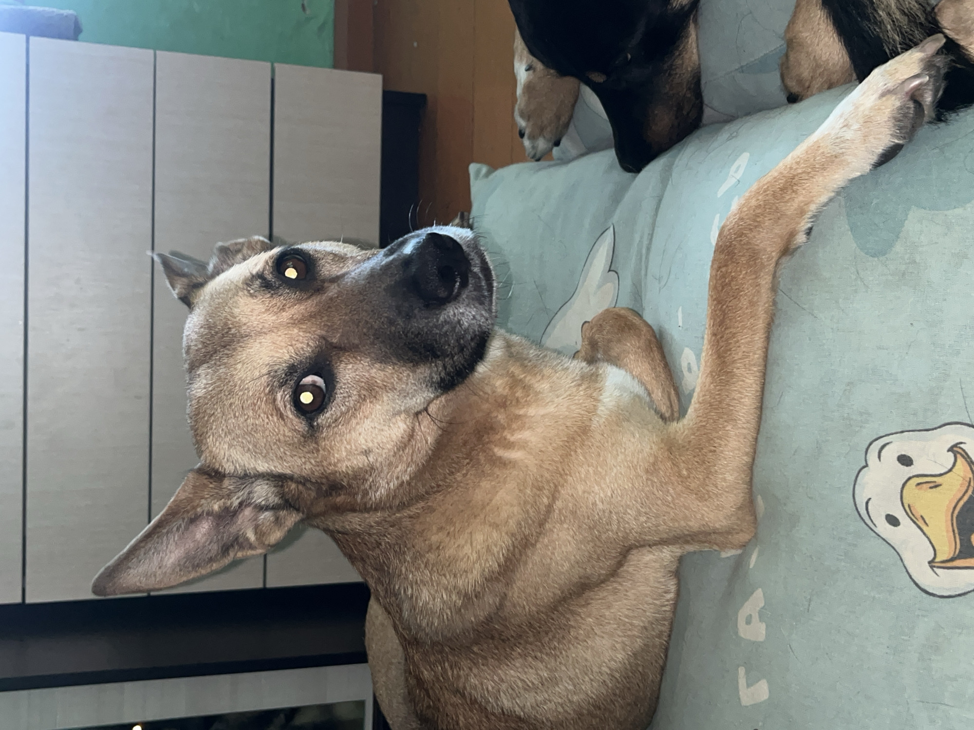 The image shows two dogs lying on a light blue dog bed with a cartoon duck pattern. One dog, a tan-colored German Shepherd mix, is lying on its side facing the camera. It has erect ears and its eyes are open, reflecting light. Its front paws are extended. Another dog, a black and tan mix, is lying on its side partially visible behind the first dog, with its head resting on the bed. The background consists of a wooden floor and a beige dresser with horizontal lines. The scene appears to be indoors, likely in a residential setting in Nizhny Tagil, Russia.