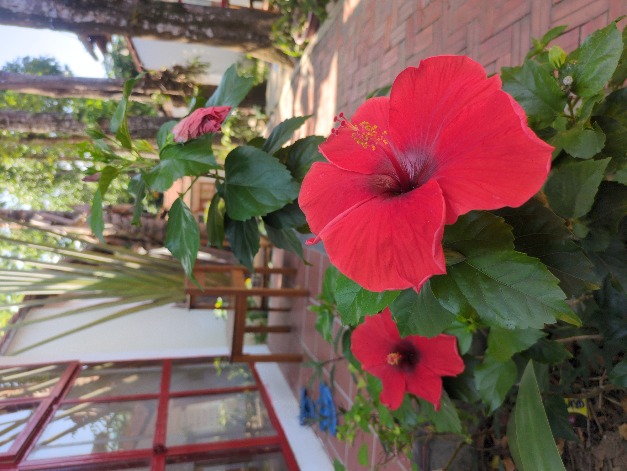 The image depicts a vibrant red hibiscus flower with green foliage. A smaller, darker red hibiscus is also present in the foreground. In the background, a building with red-framed windows and a brick exterior is visible, as well as what appears to be foliage and trees. The location is most likely in Phú Quốc, Vietnam, based on the request.