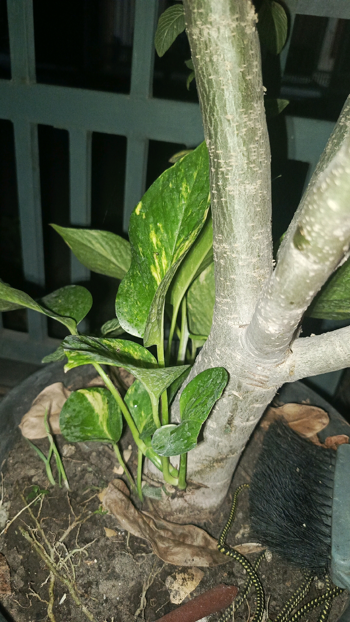 The image depicts a close-up view of a plant with green and yellow variegated leaves, likely a Pothos variety, growing in a pot. The plant's stems are intertwined with a thicker, grey, textured tree trunk, which appears to be part of a larger, possibly ornamental, plant or a young tree. The soil in the pot is visible, with dry leaves and some exposed roots. In the background, a green metal fence or railing is discernible, suggesting an outdoor or semi-outdoor setting. To the right of the tree trunk, a black brush with a green handle is partially visible, positioned in the soil. A thin, yellow and black striped creature, possibly a millipede or a small snake, is visible coiled in the soil near the brush. The lighting suggests it might be evening or nighttime. The location is Babadan, Indonesia.