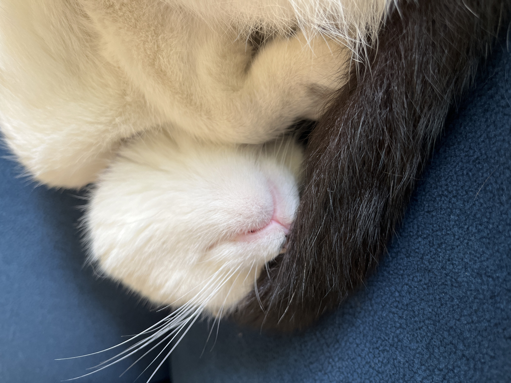 A close-up, eye-level, horizontal shot shows a white cat sleeping curled up on a dark blue textured surface, possibly upholstery. The cat's face is on the left, with its white fur and prominent white whiskers. Its nose is a soft pink, and its mouth is closed. The cat's black tail is curled around its face. The background is a shallow depth of field, with the blue surface out of focus. The image is well-lit, with soft shadows. The cat appears peaceful and relaxed. This image was captured in the city of Ureki, Georgia.