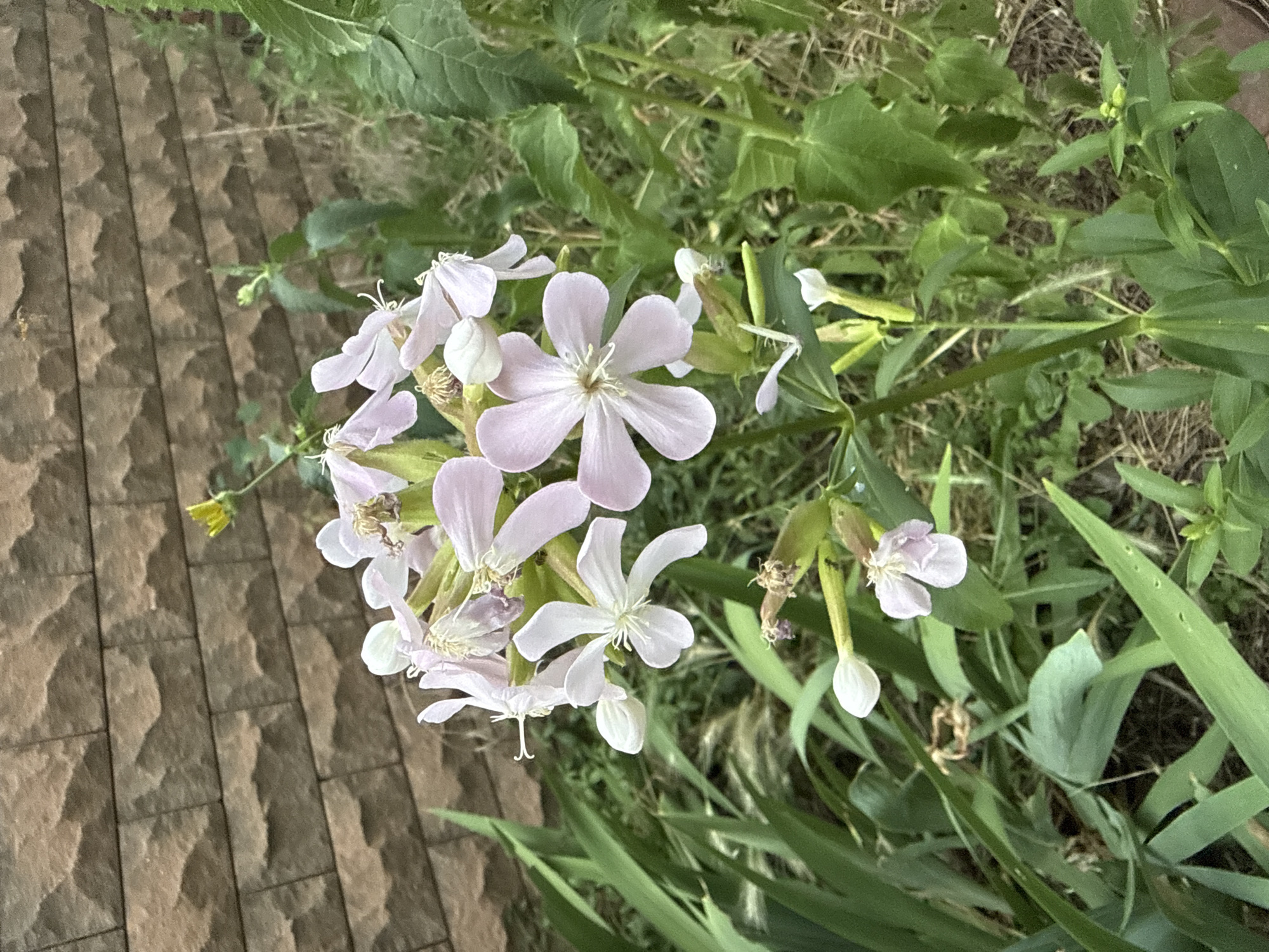This is a close-up, eye-level photograph of a cluster of delicate, pale pink flowers with five petals each. The flowers are in various stages of bloom, with some fully open and others still in bud. They have thin, white pistils visible in the center. The flowers are growing on thin green stems amidst lush green foliage. To the left of the flowers, a textured surface of interlocking brown and tan rectangular stones is visible, suggesting a paved area like a patio or walkway. The background is filled with more green leaves and dry grass, indicating an outdoor, natural setting.
The image appears to be taken during daylight, as indicated by the bright, even lighting and the absence of strong shadows. The weather seems pleasant, likely sunny or overcast with no signs of rain. The combination of flowers, greenery, and paving stones suggests a garden or a landscaped area. The presence of the paving stones hints at a residential or public outdoor space. There is no visible text in the image. The overall mood is serene and natural, highlighting the beauty of the flowers and their surroundings. The location context is Zaporizhzhia, Ukraine.