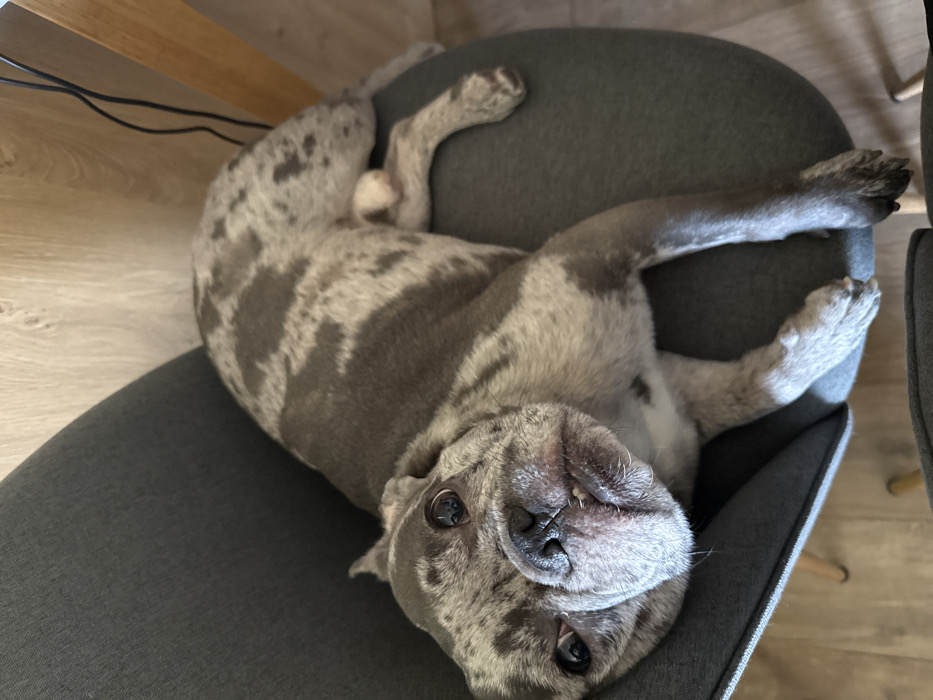 A merle-patterned French Bulldog, predominantly grey and light tan, is captured lying on its left side on a dark grey upholstered armchair. The dog's head is tilted and looking directly at the camera, with its dark eyes and slightly protruding lower incisors visible. Its body extends across the chair, with its hind legs and visible testicles positioned towards the upper right of the frame. The armchair features light wooden legs and rests on a light wooden floor. A light wooden wall panel is visible in the background, crossed by a vertical black cable. A second dark grey upholstered chair is partially visible in the lower foreground. The scene is located in Sofia, Bulgaria.