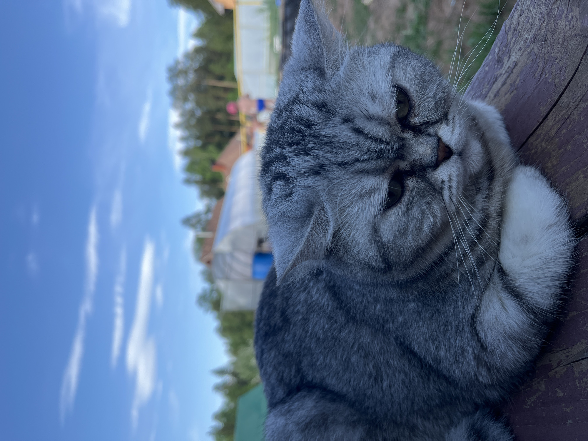 A gray tabby cat lies on a dark wooden surface. The cat’s fur is patterned with stripes of gray and white. The cat’s eyes are visible and facing the viewer. Background shows a blue sky with light white clouds. There are green trees, a greenhouse, and what appear to be homes in the background. The photo was taken outdoors in Chaikovsky, Russia.
