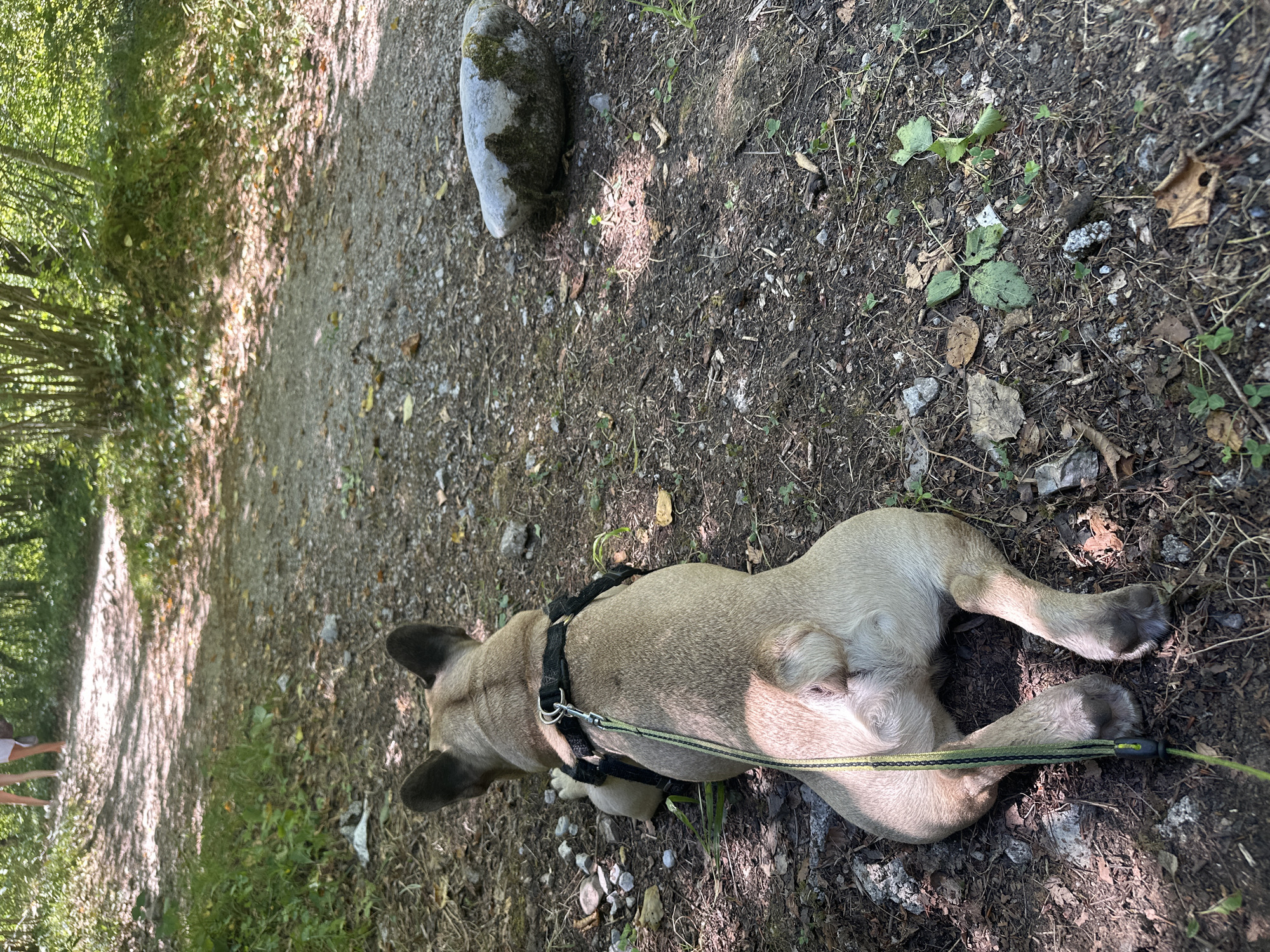 In the city of Iška, Slovenia, a fawn-colored French bulldog with a black harness is lying on its belly on a dirt path. The dog is facing away from the camera, and its leash, a green and black rope, is attached to the harness and trails on the ground. In the background, out of focus, two people are walking away from the camera on the same path. The path is surrounded by trees and green foliage, suggesting a natural, wooded environment. Sunlight filters through the leaves, casting dappled shadows on the ground. A light-colored, moss-covered rock is visible on the right side of the path. The ground is covered with dirt, small stones, and fallen leaves.