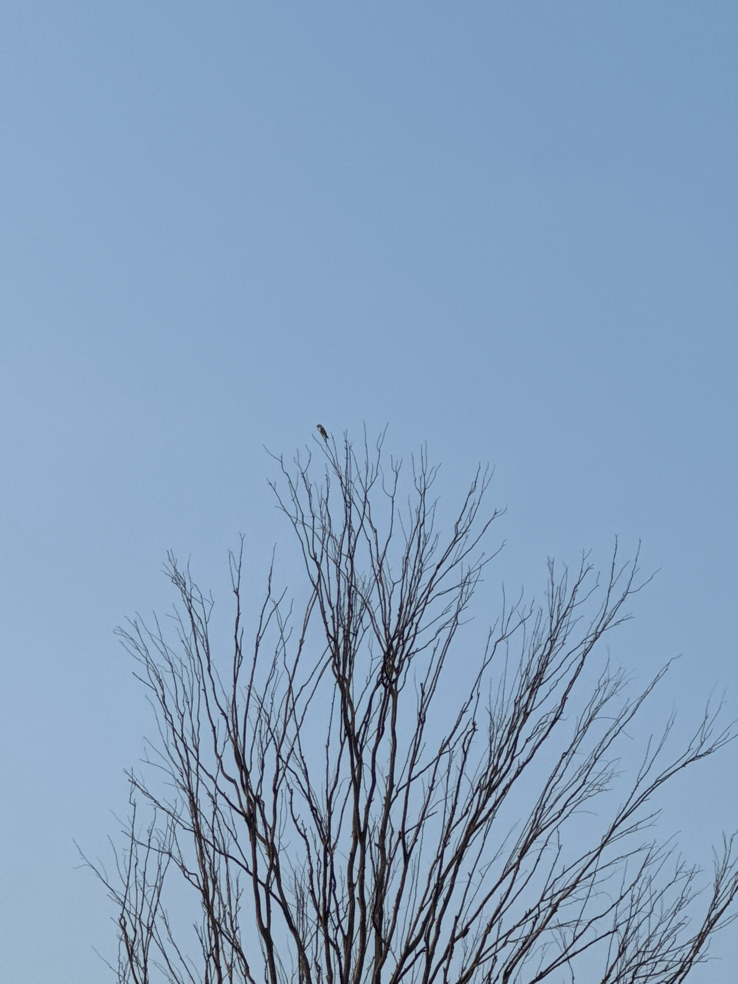 A solitary bird perches on the bare branches of a tree against a clear, pale blue sky. The tree is mostly denuded of leaves, with its intricate network of dark branches reaching upwards. The lower portion of the image is filled with the dense canopy of these branches, while the upper portion is dominated by the expansive sky. The overall scene suggests a natural outdoor setting, possibly in the city of Una, India, during a time of year when trees shed their leaves.
