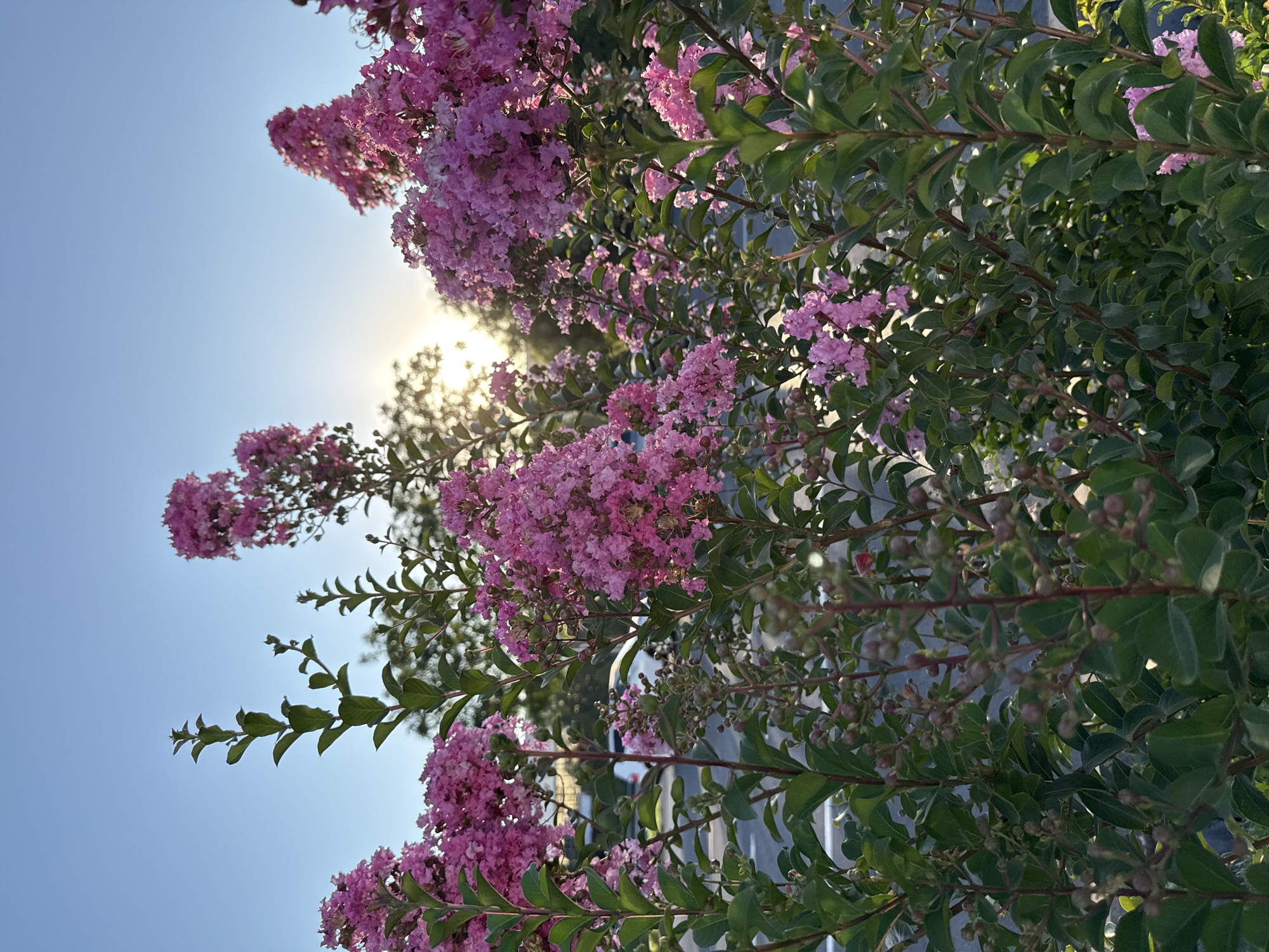 The image depicts a close-up view of blooming crape myrtle trees with vibrant pink flowers and lush green leaves, set against a bright, clear blue sky. The sun is visible, peeking through the branches and foliage, suggesting it is daytime, likely late afternoon or early evening due to the warm glow. The composition is angled upwards, emphasizing the floral display and the expanse of the sky. The foreground is dominated by the dense branches, leaves, and clusters of pink flowers, some of which are fully bloomed while others are still in bud. The background is a soft blur of lighter green foliage and the bright, hazy light of the sun. The overall impression is one of natural beauty and a peaceful, sunny atmosphere. No people or specific objects are distinctly visible, focusing the attention solely on the plant life. The context of Tashkent, Uzbekistan, places this scene in a region known for its gardens and parks. There is no visible text in the image.