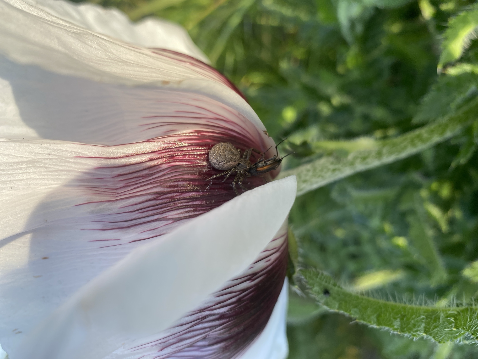 A close-up shows a spider on a white and purple flower petal. The spider's body is gray and round, with visible legs and a dark head region. The petal exhibits streaks of purple color towards its base. Lush green foliage is visible in the background. The photo was taken in Landau in der Pfalz, Germany.