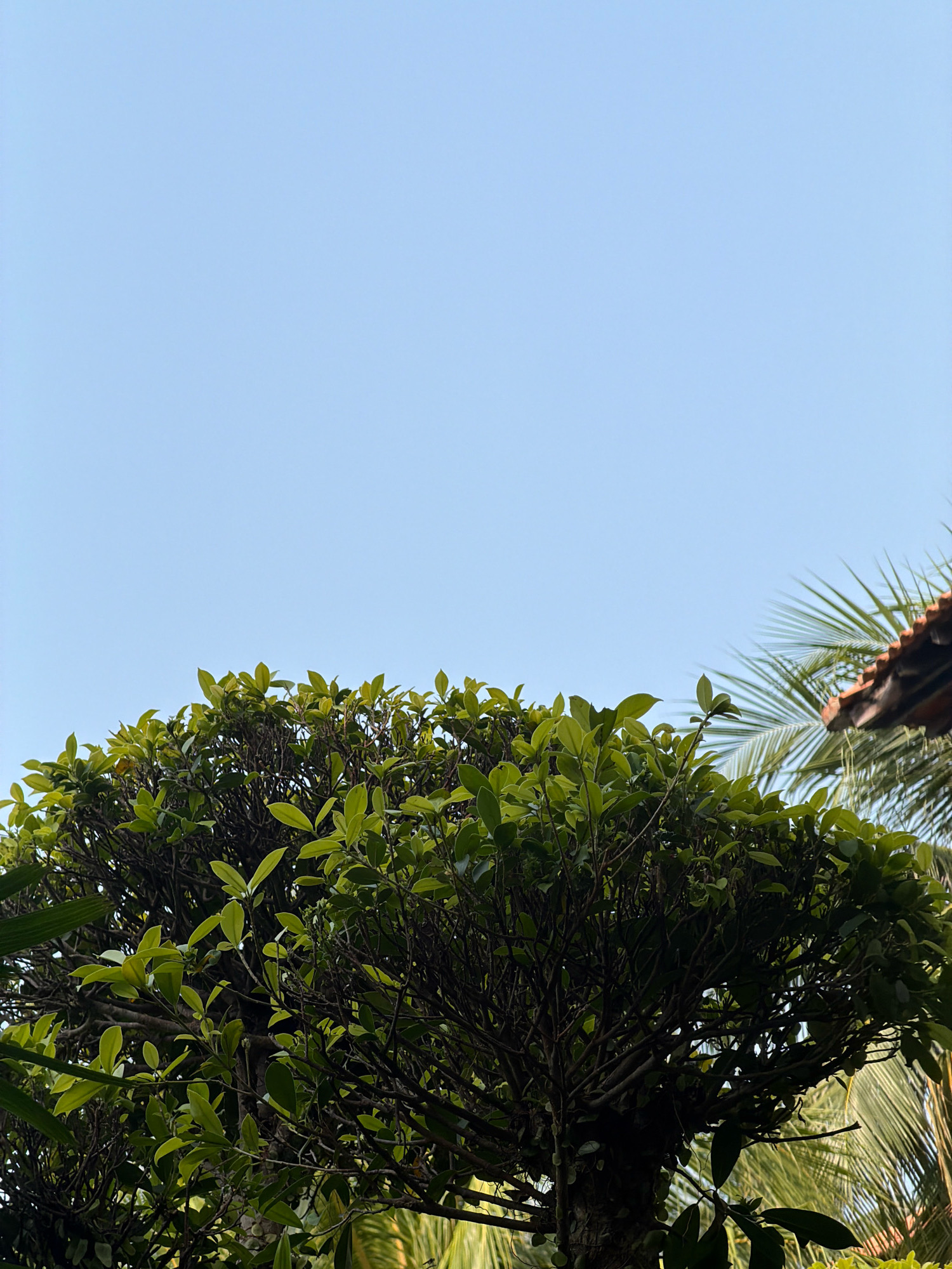 The image shows a clear blue sky above a lush green tree. To the right of the tree, a portion of a tiled roof and palm fronds are visible. The scene appears to be outdoors, likely in a tropical or subtropical climate, consistent with Batam, Indonesia, known for its warm weather and abundant greenery. No people or specific actions are depicted.