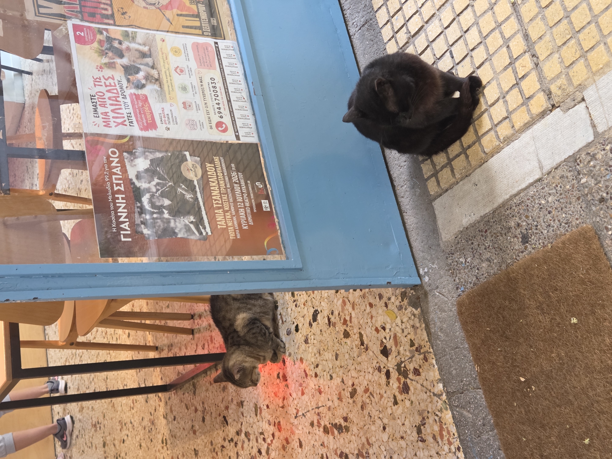 In the Municipal Unit of Tavros, Greece, a low-angle medium shot captures two cats on a speckled terrazzo floor. To the left, a tabby cat with grey and brown markings is curled up on the floor, illuminated by a red light source. To the right, a black cat sits on a tiled area, facing away from the camera, grooming itself. In the background, a blue doorframe is visible, revealing a poster with images of kittens and people. Behind the poster, two wooden chairs and a table are partially visible, and to the far left, the legs of two individuals wearing athletic shoes are seen. The environment appears to be an outdoor or semi-outdoor setting, possibly a cafe or shop entrance.