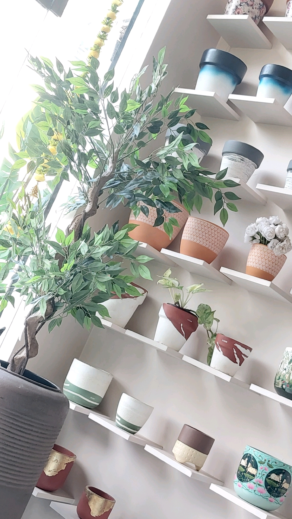 The image depicts a retail display of ceramic pots in a store, likely located in Pune, India, although no specific street or establishment name is visible. The scene is characterized by a wall lined with staggered white shelves, showcasing a variety of decorative pots.
Dominating the left side of the frame is a tall, artificial tree with lush green leaves and small yellow fruits, positioned in a large, dark grey ribbed pot. The tree is situated near a window, allowing natural light to illuminate the scene.
The shelves are populated with numerous ceramic pots of varying sizes, colors, and designs. Some pots feature gradient color schemes, transitioning from dark blue to white, while others are adorned with intricate geometric patterns in shades of orange and white. Several pots have a speckled or textured finish, and a few are decorated with floral motifs or pastoral scenes depicting sheep and lotuses. One pot holds a bouquet of white artificial roses.
The pots are arranged in a visually appealing manner, suggesting a curated retail environment. The overall impression is one of a well-organized and aesthetically pleasing display of home decor items. The lighting creates a bright and airy atmosphere. No people are visible in the image.
