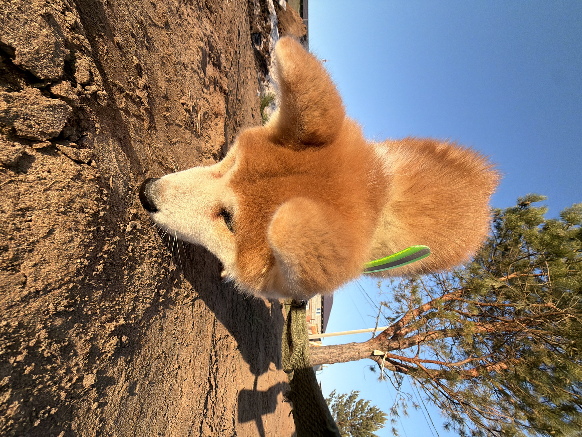 A low-angle photograph taken outdoors in Chaikovsky, Russia, features a corgi dog's head and upper body in the foreground. The dog is ginger and white, with a green collar. The dog's nose is near a rough, earthen surface. In the background, a clear blue sky is visible, along with a tree with green needles and a building structure. A piece of rope is tied to the tree.