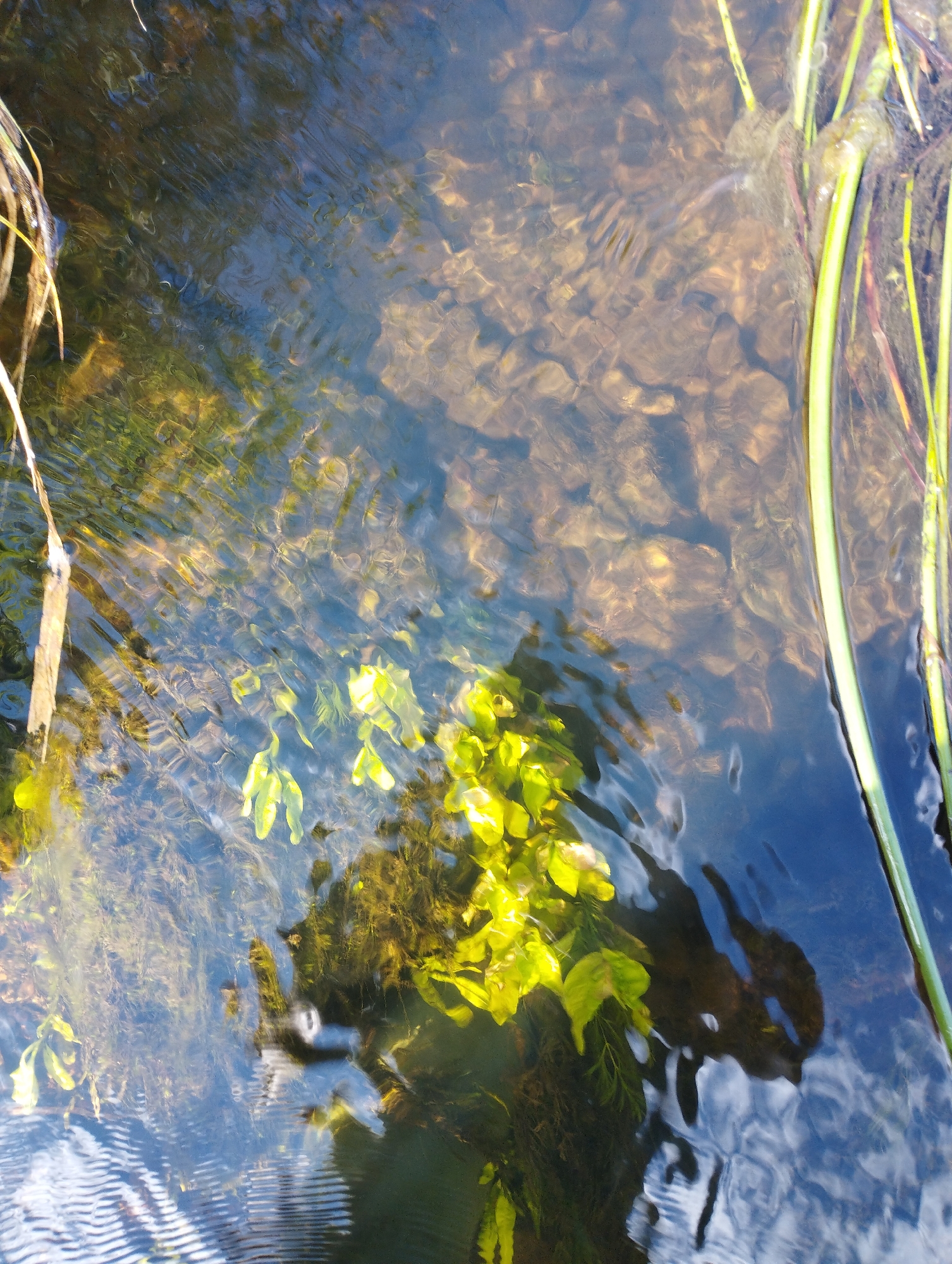 The image depicts a close-up view of shallow, clear water with a rocky and sandy bottom, likely in a natural stream or river. The water is disturbed by ripples, creating distortions in the reflection of the sky and surrounding vegetation. Several aquatic plants are visible, including bright green, leafy specimens and darker, more submerged algae-like growth. Tall, thin green reeds with some reddish-brown stalks are present along the right edge of the frame, partially submerged in the water. The overall impression is a natural, serene environment, likely a riparian zone within the city of Konstantinovo, Russia, given the prompt's context. There are no people or specific actions depicted.