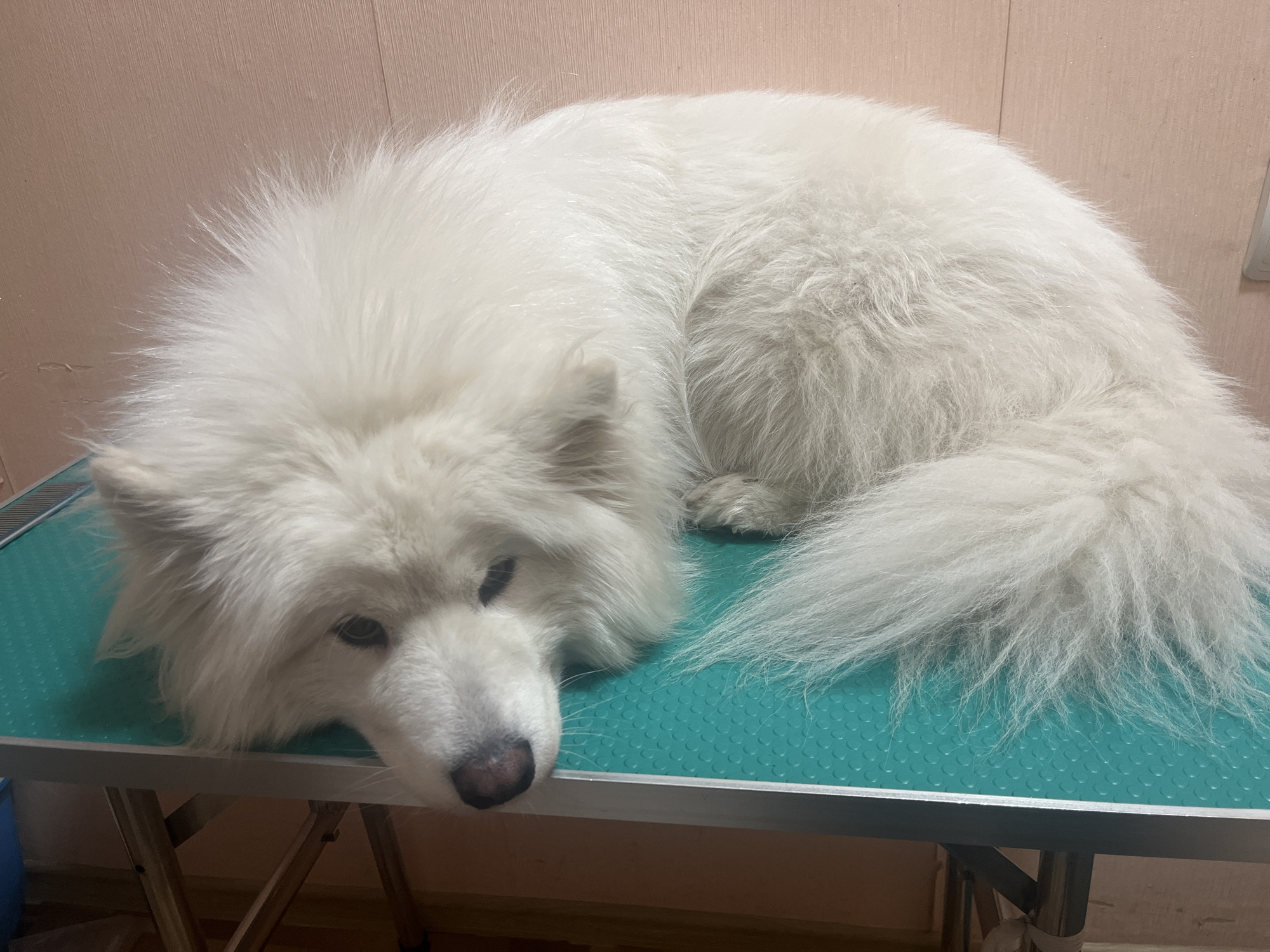 A white Samoyed dog lies on a teal grooming table with its head resting on the edge. The dog has thick, fluffy white fur and is curled up on its side. Its eyes are open, and it appears to be looking down. The background shows a pink, textured wall. The grooming table has a metal frame and is positioned in what appears to be a room with a light-colored floor. The image is well-lit, and the focus is on the dog.