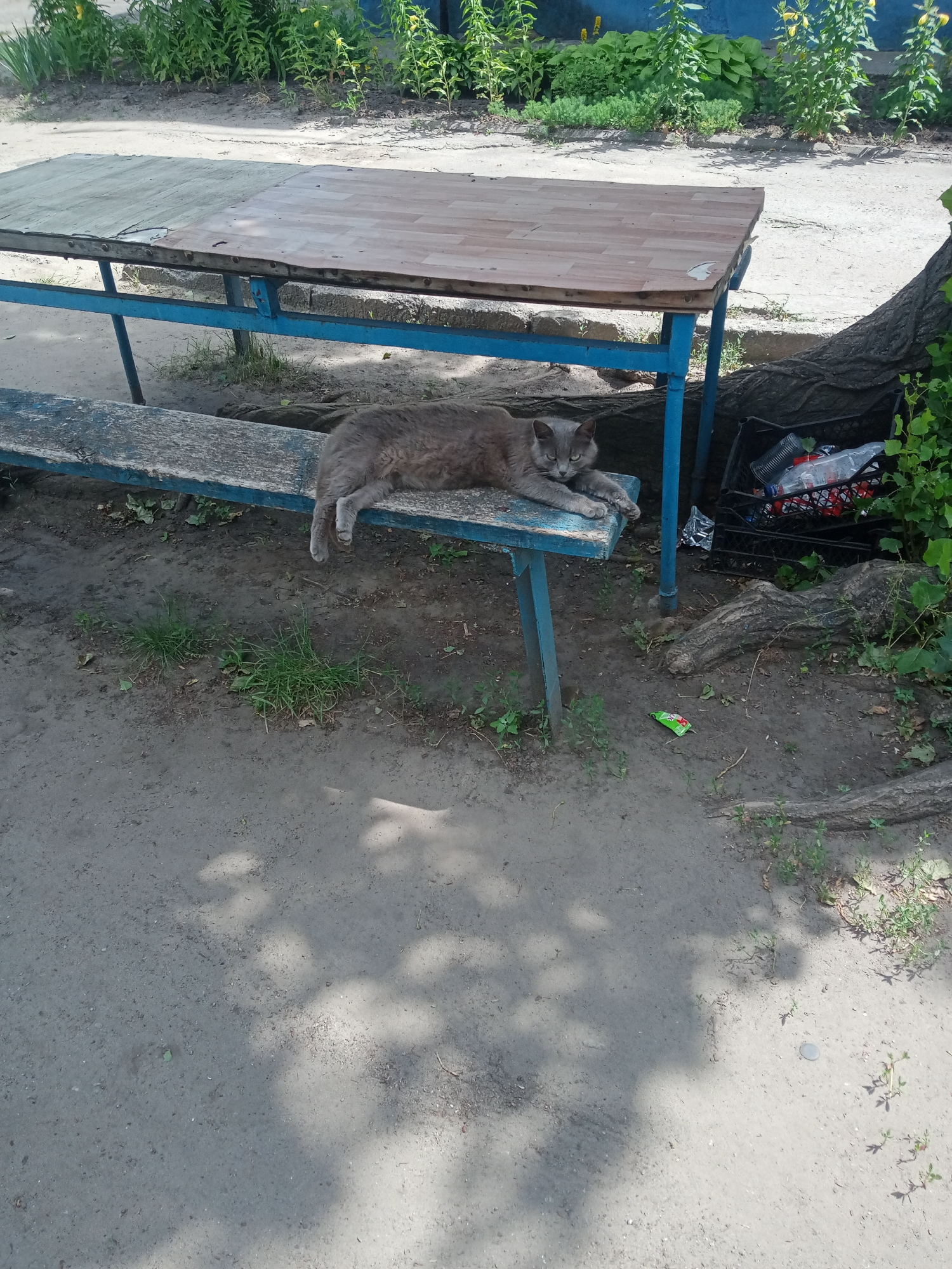 A medium-length grey cat is lying on a weathered blue wooden bench. The cat is positioned on its left side, with its front paws extended and its hindquarters towards the right of the frame. The cat's face is turned towards the viewer, with green eyes and grey fur.
Behind the bench is a large picnic table with a blue metal frame and a wooden top. The tabletop appears to be made of two different types of wood, with one side having a lighter, worn finish and the other side a darker, more uniform color. In the background, lush green vegetation is visible, suggesting an outdoor setting. To the right of the bench, a black plastic crate filled with various plastic bottles and other items is present. The ground in front of the bench is a mixture of dirt and sand, with patches of grass and scattered leaves. The scene is illuminated by sunlight, casting shadows from nearby trees onto the ground.
This scene is located in the city of Vlasivka, Ukraine.