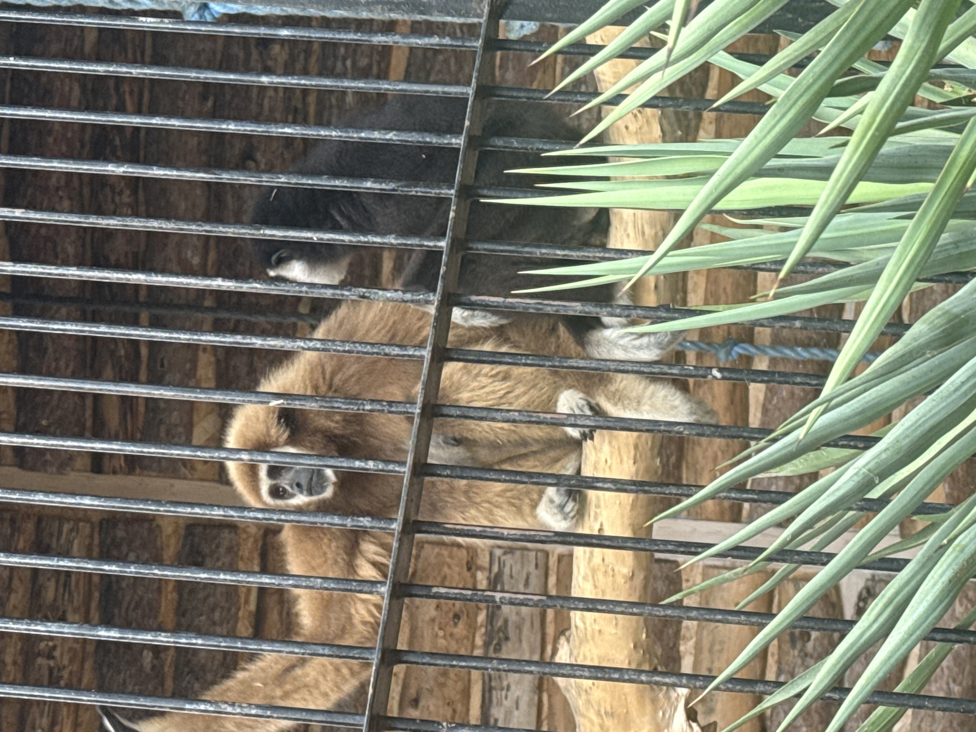 The image shows two gibbons behind a metal cage in what appears to be a zoo or animal enclosure. One gibbon is lighter in color, with tan fur and a dark face with white markings around its eyes and nose. It is looking to the left. The other gibbon is darker, with black fur. It is positioned to the right of the tan gibbon. Both gibbons are sitting on a wooden log. The background consists of wooden planks and stone. In the foreground, there are some long, green, spiky leaves, obscuring the bottom of the cage. The image is taken from a slightly elevated angle. The location is identified as Yalta, Ukraine, suggesting this is a public animal exhibit.