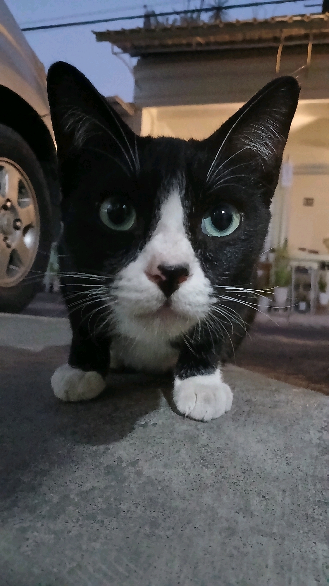 The image shows a close-up of a black and white cat with green eyes. The cat is positioned on a gray concrete surface, with its front paws visible. To the left of the cat, a portion of a silver vehicle's wheel is visible. In the background, there are hints of buildings and utility lines, suggesting an outdoor urban or suburban setting. The lighting indicates it is either dusk or dawn. There is no discernible indication of the specific location being Kloncing, Indonesia.