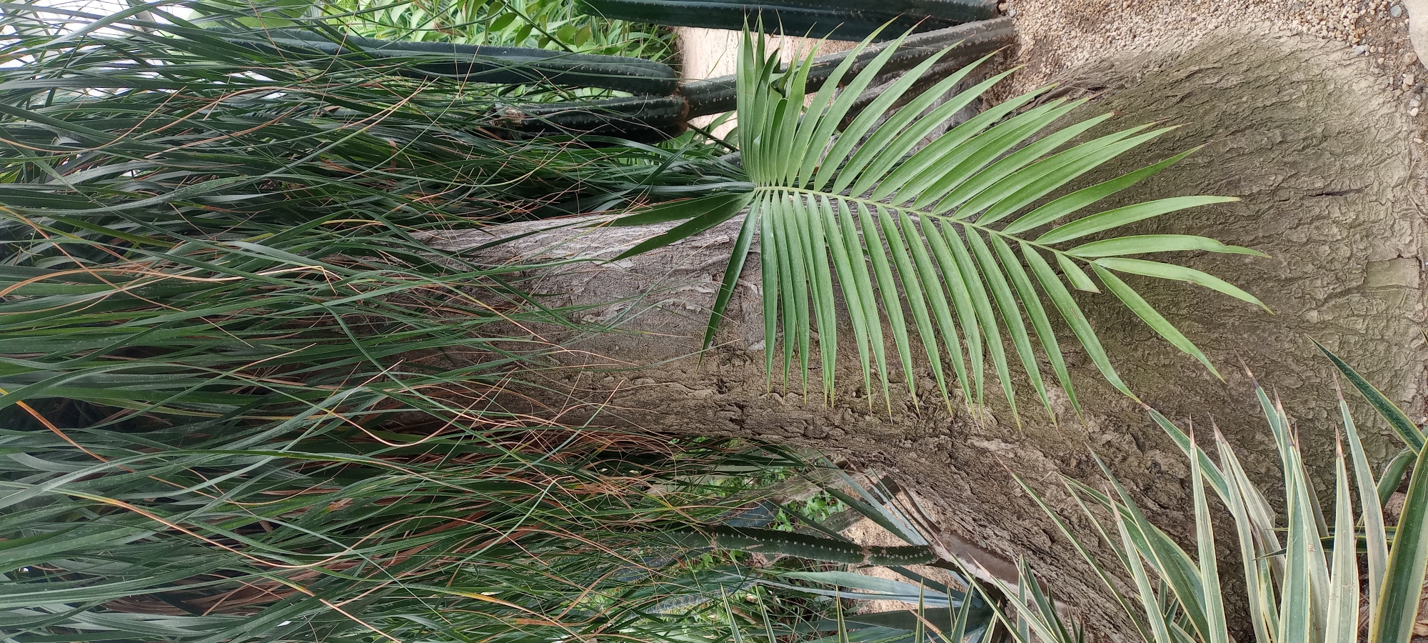 The image shows the base and trunk of a large tree with a rough, textured bark. Long, thin, green leaves hang down from above, some with dried, brownish tips. A single, larger palm-like frond extends horizontally across the trunk from the right side. In the background, other plants with spiky, variegated leaves and tall, columnar cacti are visible, suggesting a botanical garden or a xeriscape setting. The ground is covered with gravel. The scene appears to be outdoors, with natural lighting. While the image does not explicitly show the location of Dortmund, Germany, similar flora can be found in botanical gardens like the Westfalenpark botanical garden in Dortmund, which features diverse plant collections.