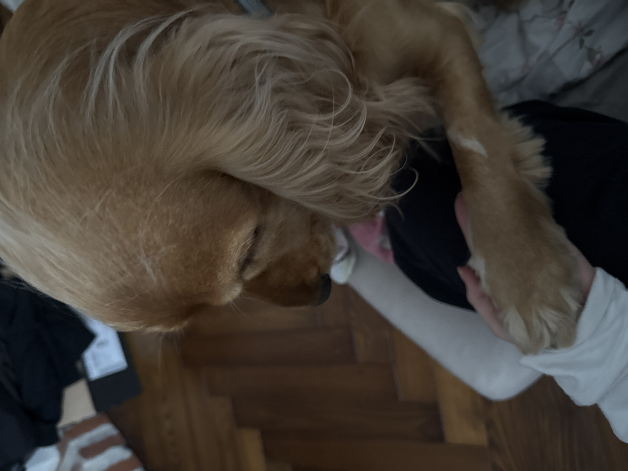 An overhead medium shot shows a golden-colored Cocker Spaniel dog resting its head on the arm of a person who is wearing a white shirt. The dog's ears are long and floppy and its fur is soft and wavy. The person's hand is visible, and the dog's paw is resting on their hand. The background shows a wooden floor with a rug and some boxes. The scene appears to be indoors.