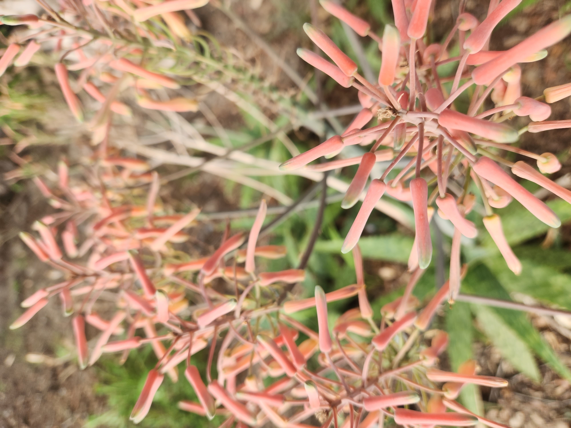 The image shows a close-up of a cluster of coral-colored flower buds on a plant. The buds are elongated and tubular, with a hint of green at their tips. They are arranged in a spray on thin, reddish stems. In the background, out of focus, are hints of green leaves, dry earth, and possibly some grass. The overall impression is of a natural, outdoor setting. The image was taken in Altamonte Springs, United States of America.