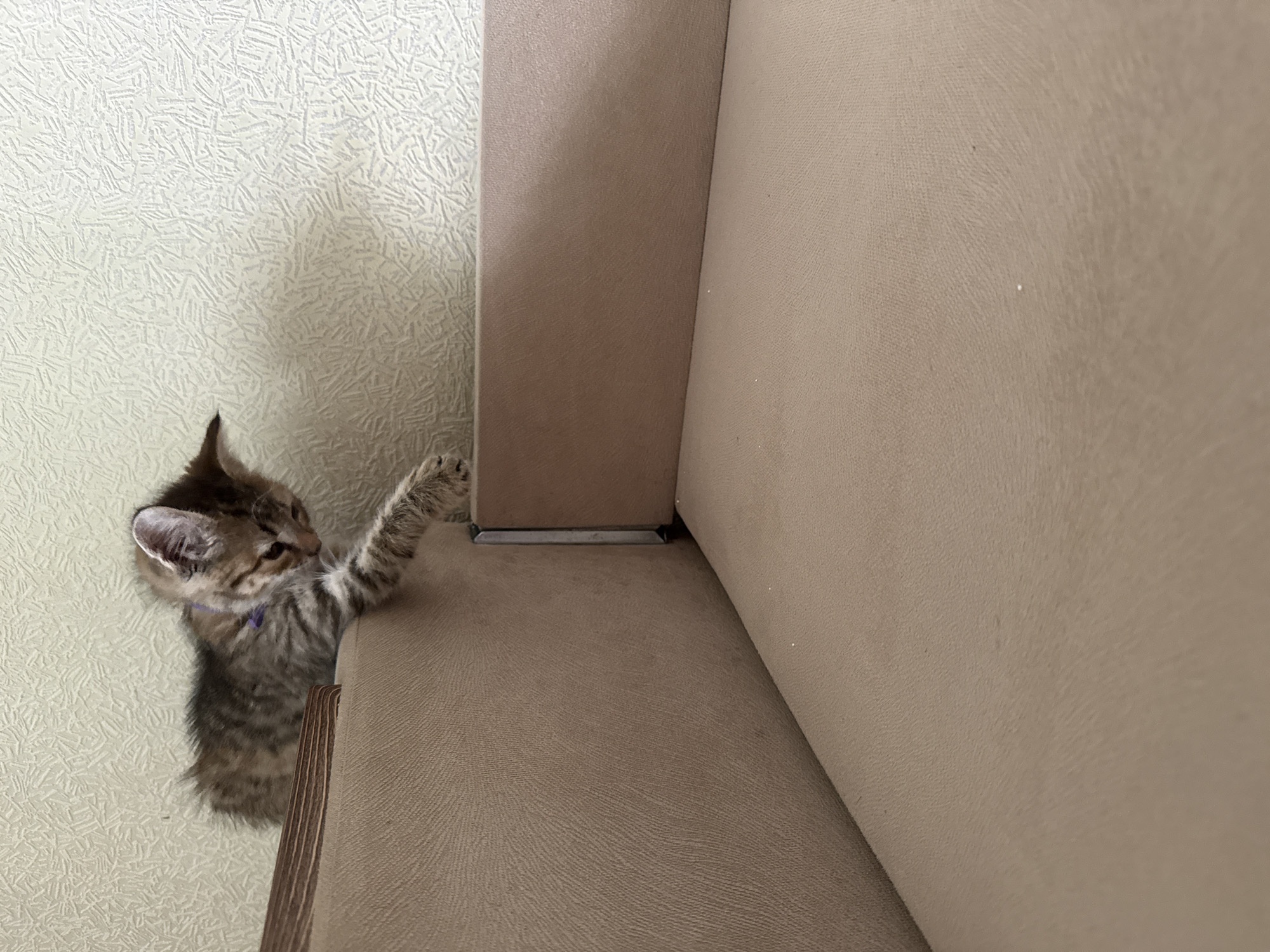 A kitten with a striped coat and a purple collar is standing on the edge of a beige couch or chair. Its paws are on the side of the furniture, seemingly trying to climb or hold on. The kitten is positioned near a wall with a textured off-white or beige wallpaper. The scene is indoors.