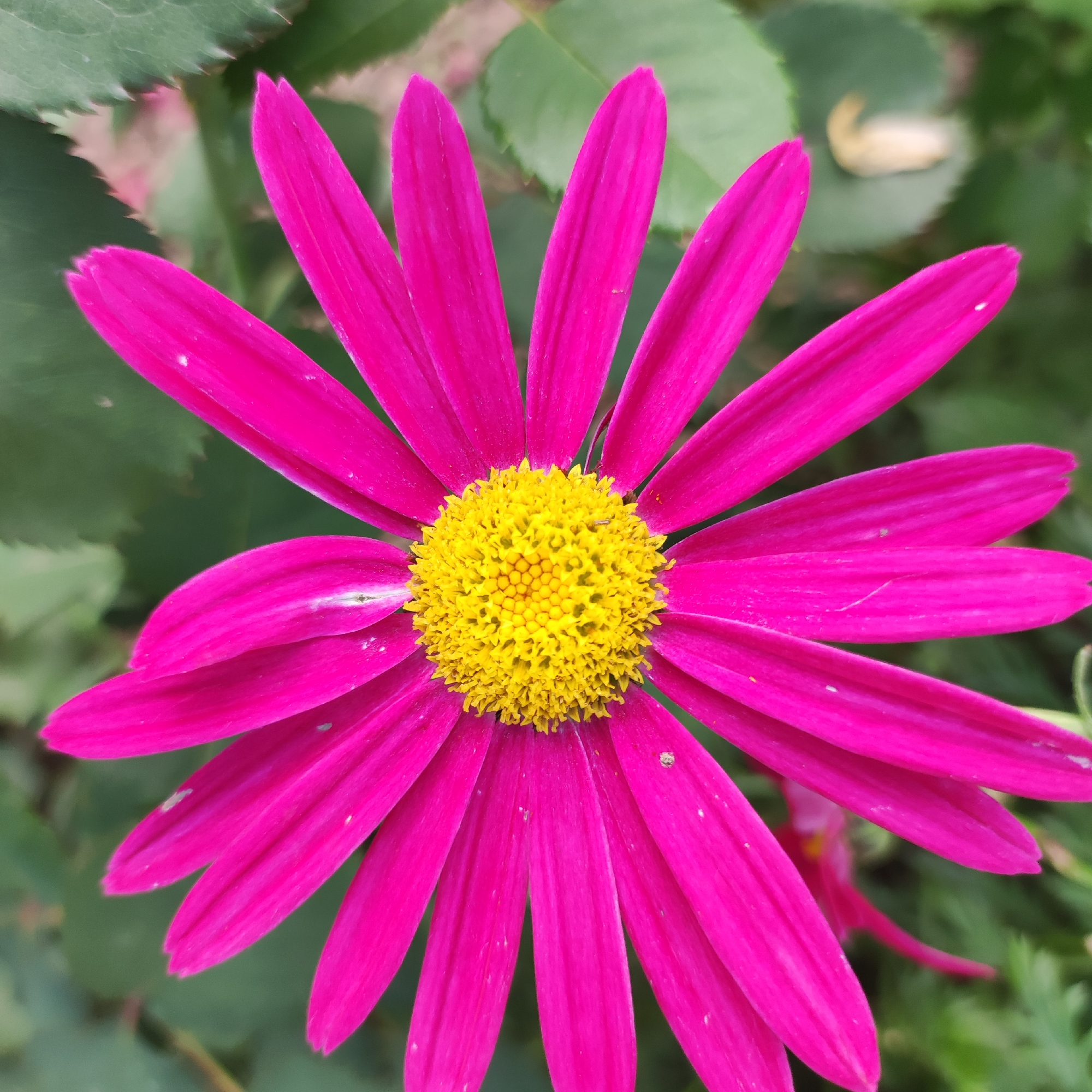 This is a close-up, full-frame shot of a vibrant pink daisy with a bright yellow center. The daisy's petals are fanned out, with a few small white specks and a subtle crack visible on some of them. The center of the flower is a tight cluster of yellow florets. The background is a soft blur of green foliage, indicating an outdoor setting. There is a hint of another pink petal in the lower right quadrant of the image. The lighting suggests it is daytime, possibly sunny, given the brightness and clarity of the colors. The focus is sharp on the flower, with the background softly out of focus, drawing attention to the daisy. No people, text, or specific location cues are visible within the frame itself. The image appears to be a still photograph of a single flower in its natural environment.