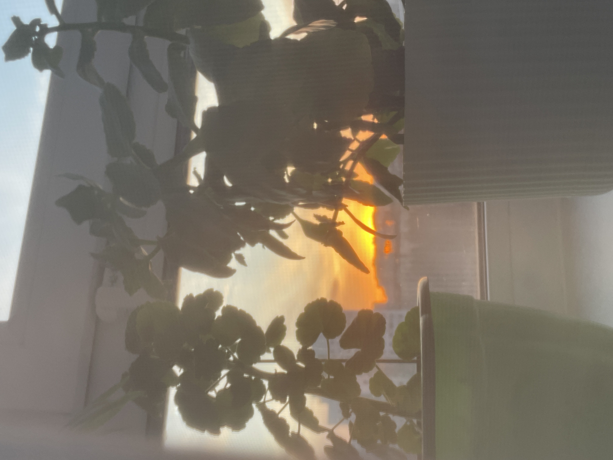 The image depicts a blurry scene through a window, with a plant in the foreground. Outside the window, a bright, possibly sunset-lit sky can be seen with building shapes silhouetted. A partially lowered window blind is visible on the right side of the frame. The overall image has a soft, diffused appearance. There is no definitive indication of the location being Izhevsk, Russia.