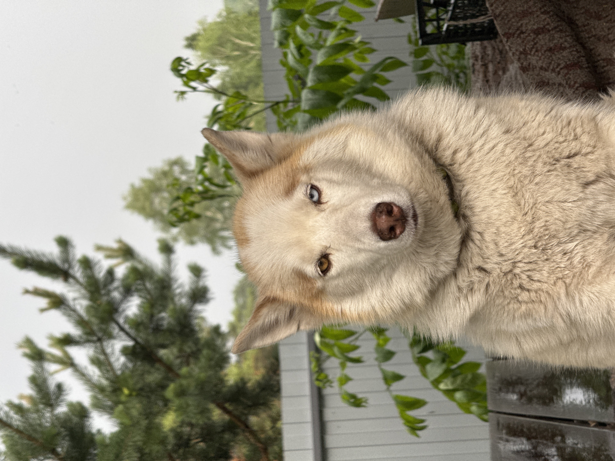 A husky dog with heterochromia, one blue eye and one brown eye, sits on a wooden surface. The dog's fur is a mix of white and light brown. Behind the dog is a gray metal fence, lush green foliage, and trees. The sky is overcast. The image appears to be taken outdoors in a rural or suburban setting, possibly in a yard. The specific location of Минино, Russia is not discernible from the visual information alone.