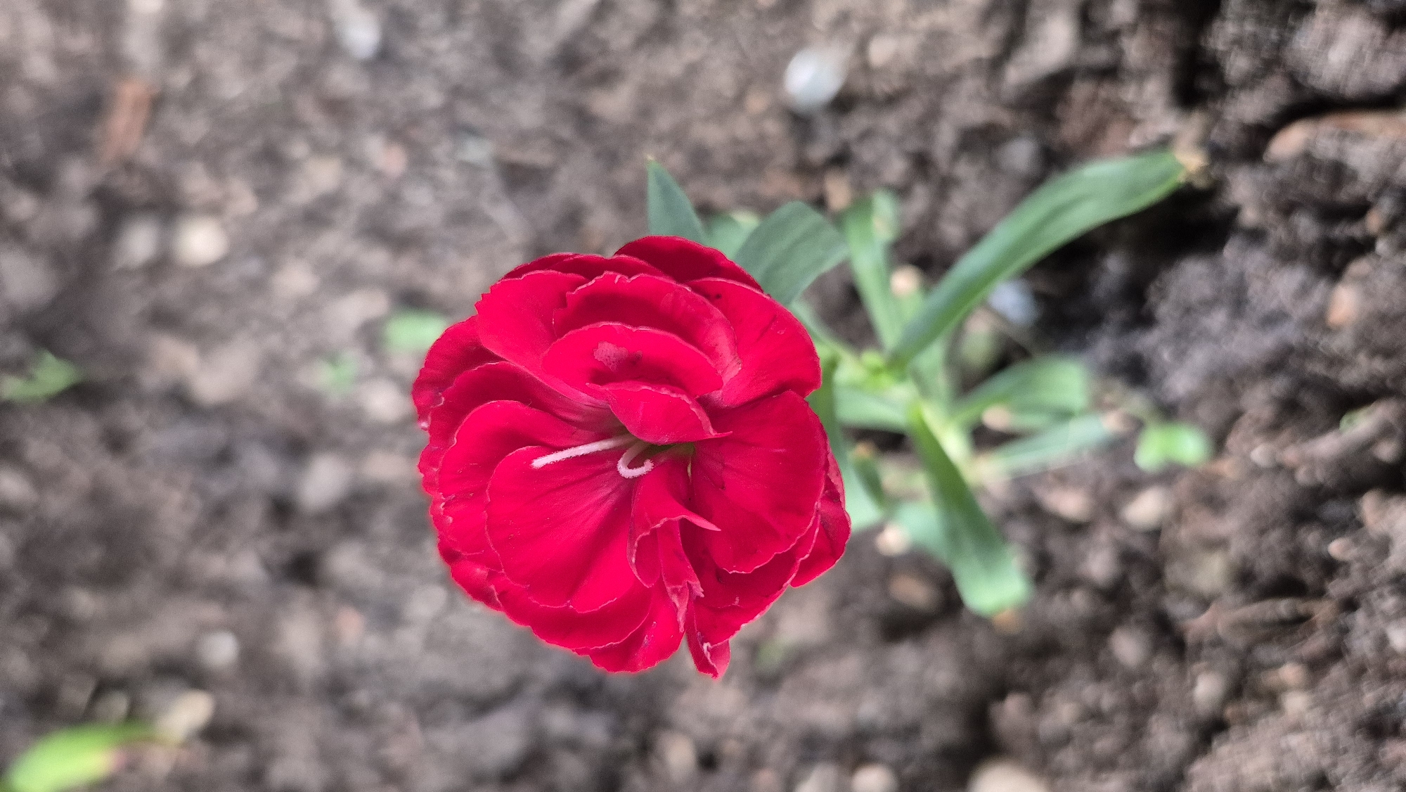 A single, vibrant red flower, likely a Dianthus, blooms from a thin green stem. The flower has tightly packed, ruffled petals and a delicate white pistil in its center. It is positioned in the foreground, slightly off-center to the left, against a blurred background of dark, moist soil. The soil is interspersed with small pebbles and hints of green seedlings. The image was captured in Lovech, Bulgaria.