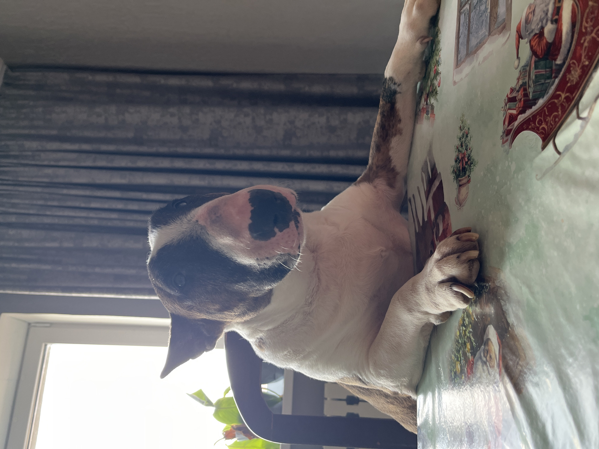 A bull terrier dog with brown and white markings is resting its paws on a Christmas-themed tablecloth. The dog is positioned at the edge of the table, partially obscured by the tablecloth. In the background, a window is visible, providing natural light to the scene. Grey curtains are draped behind the dog. A plant is partially visible in the lower left corner, situated near the window. Based on the provided information, this image was taken in the city of Chaikovsky, Russia.