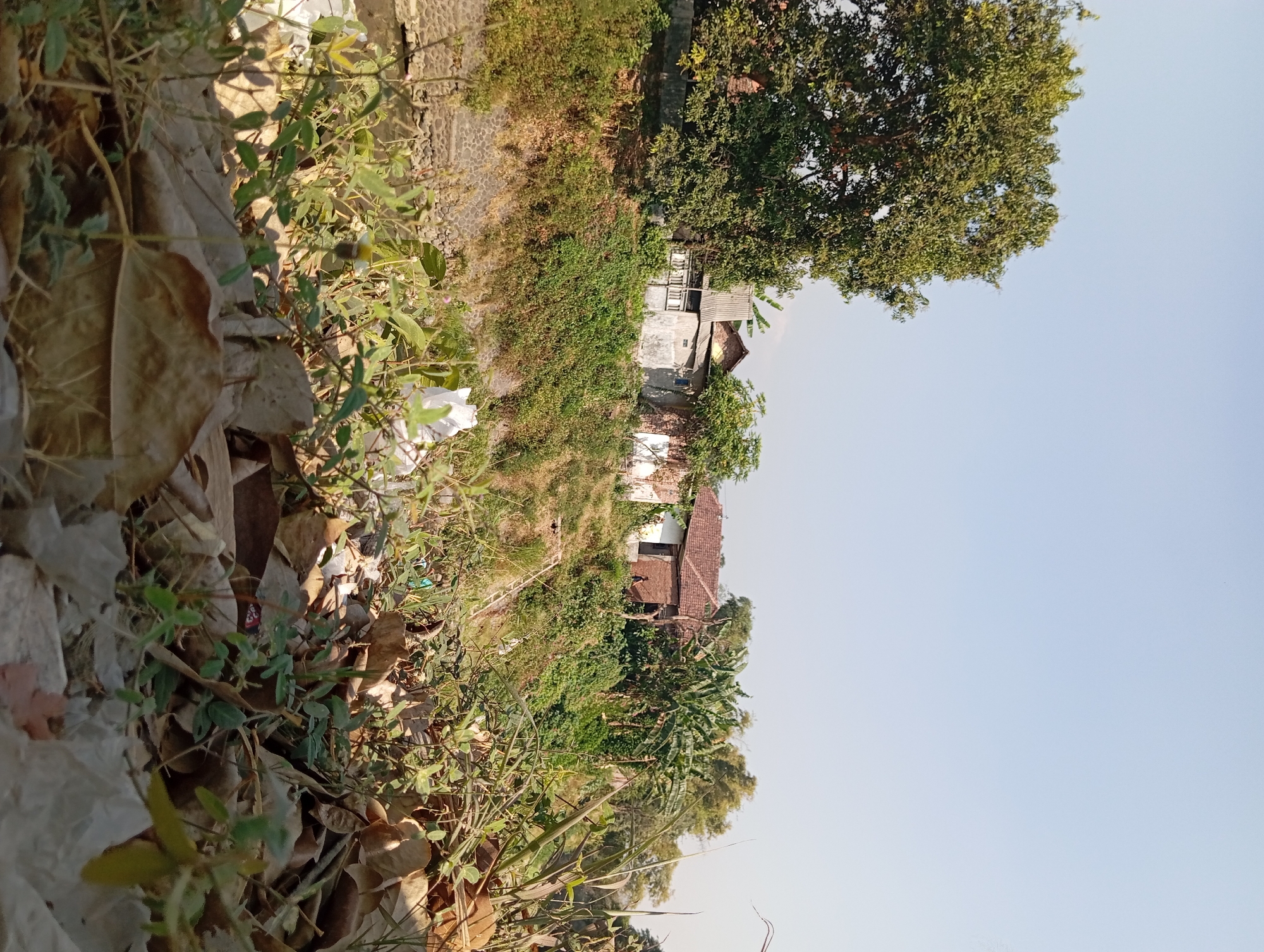 This is a medium-angle, eye-level outdoor shot of a rural scene, likely in Gempol, Indonesia. The foreground is dominated by dry leaves and debris, with some green vegetation interspersed. A white plastic bag is visible in the middle ground. In the background, a steep, vegetated embankment leads up to a cluster of simple houses with red tile roofs and white or off-white walls. A large tree with dense green foliage stands to the left of the houses. Banana trees are visible to the right. The sky is clear and a pale blue. The overall impression is one of a somewhat unkempt, but inhabited, rural environment.
